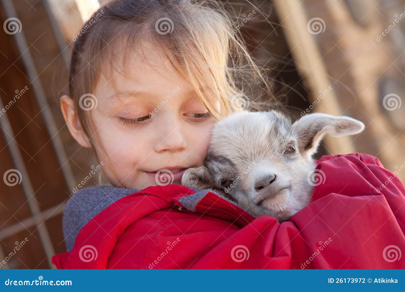 Girl with baby goat stock photo. Image of love, playing 26173972