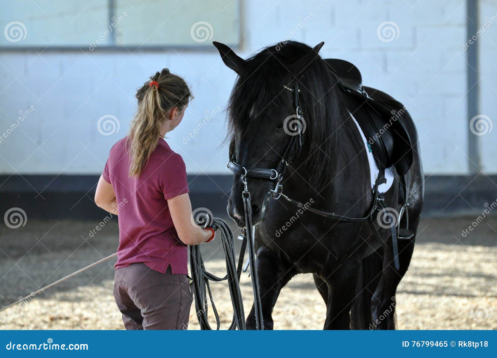 Photo about Girl training young black stallion on the lunge. 