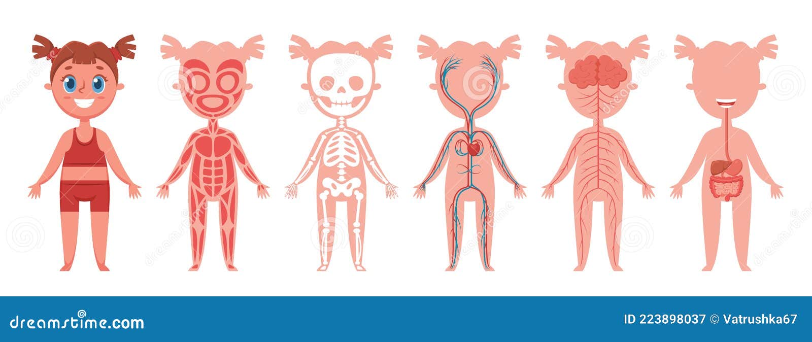 Human Body Systems Kids Stock Illustrations – 40 Human Body Systems Kids Stock Illustrations, Vectors & Clipart - Dreamstime Human Body Systems Kids Stock Illustrations – 40 Human Body Systems Kids Stock Illustrations, Vectors & Clipart - Dreamstime