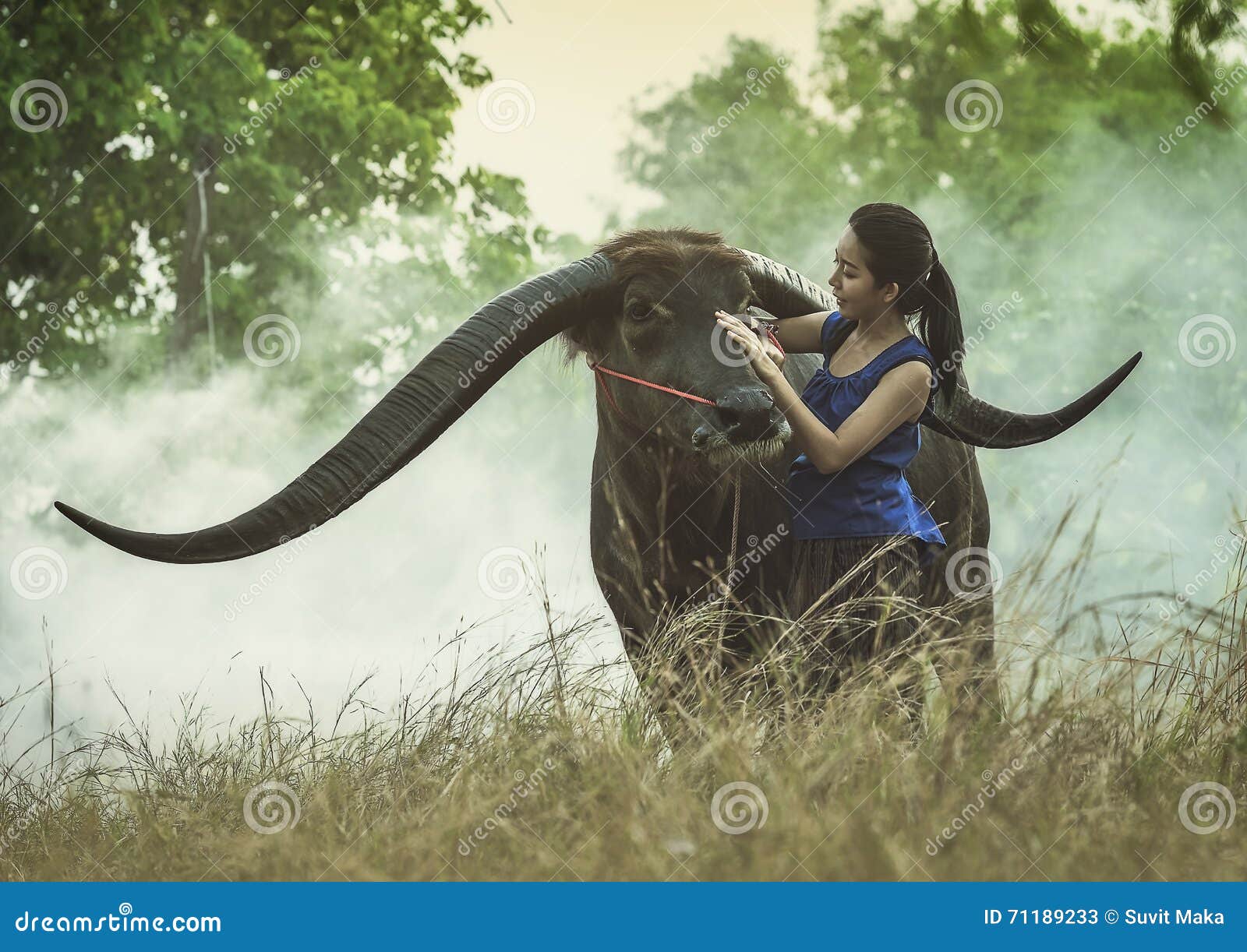 The girl with Buffalo stock image. Image of happy, cambodian 71189233