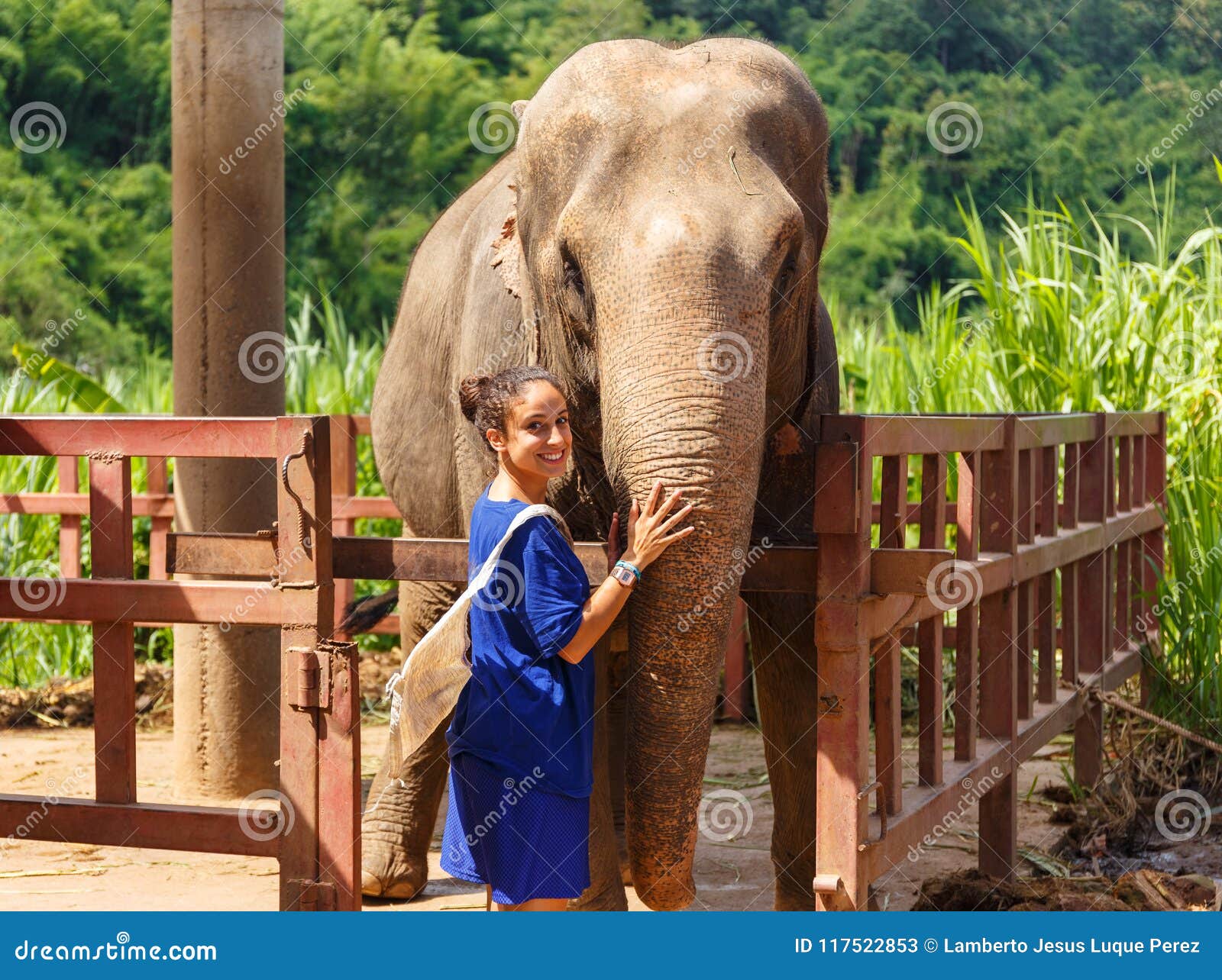 girl caresss an elephant at sanctuary in chiang mai thailand