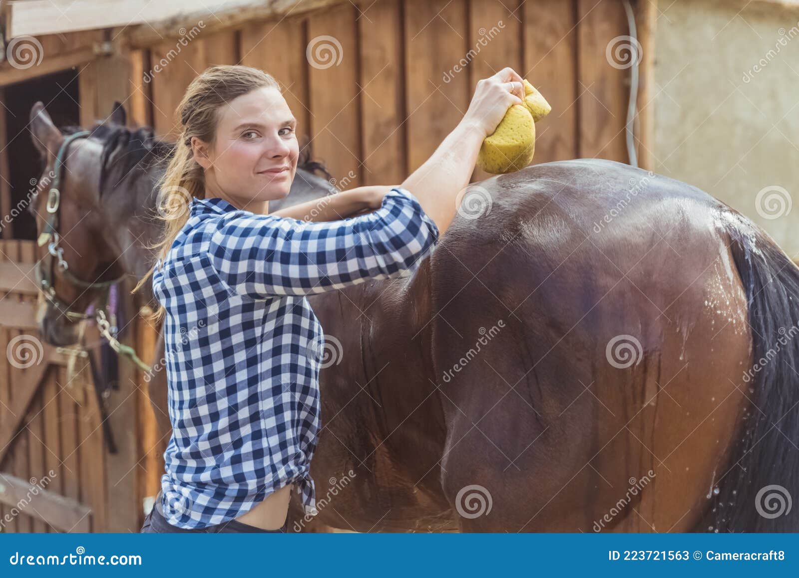 a young woman with a sponge washes a horse. High-quality photo Stock Photo  - Alamy