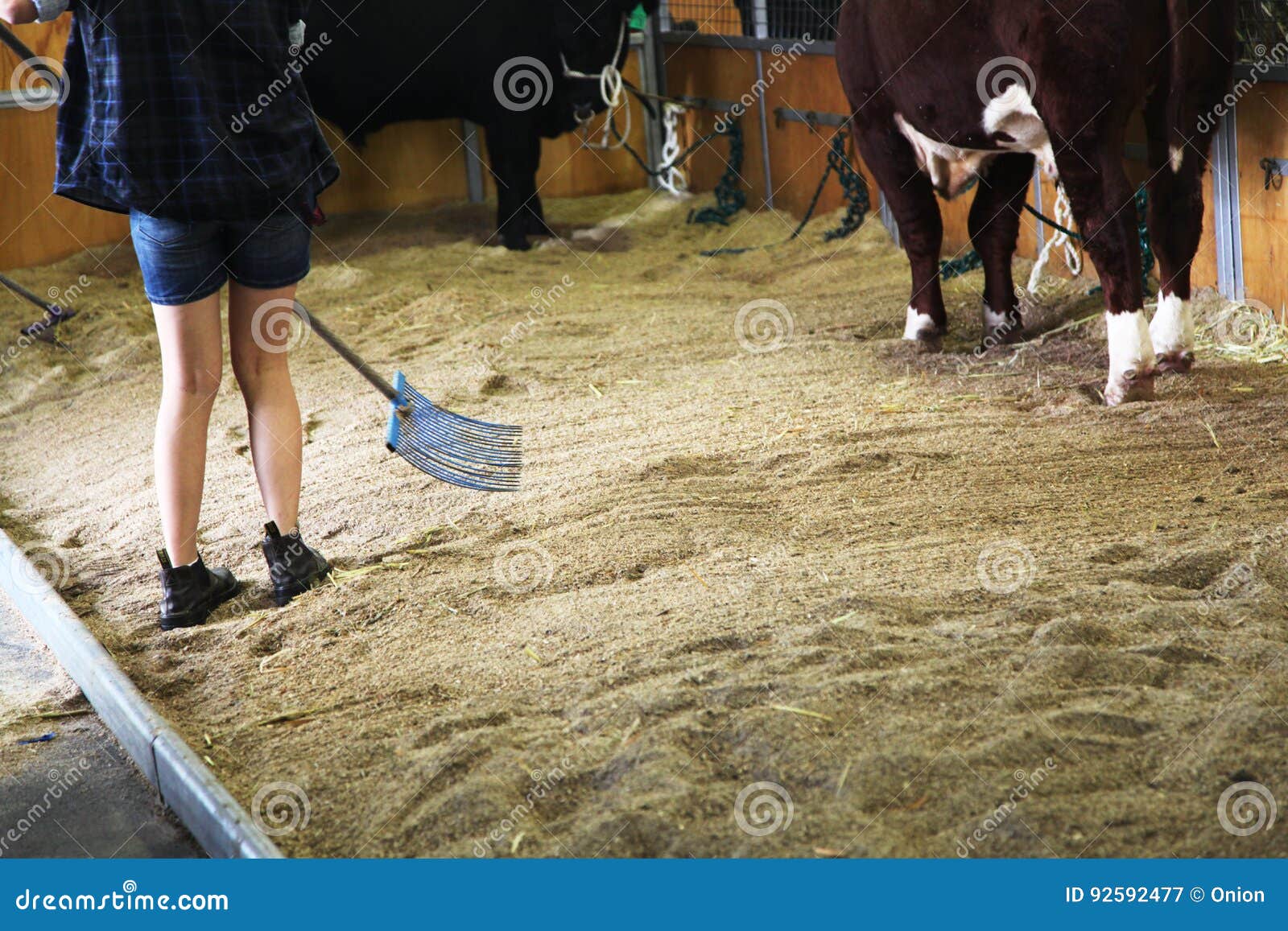 Girl Cleaning a Stall with Cows Stock Image Image of single, farmer