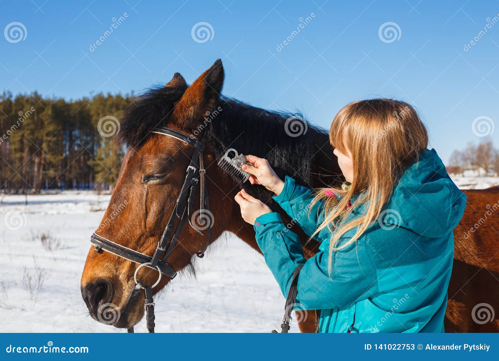 Girl Combing Black Horse Mane with a Comb Stock Image Image of brown