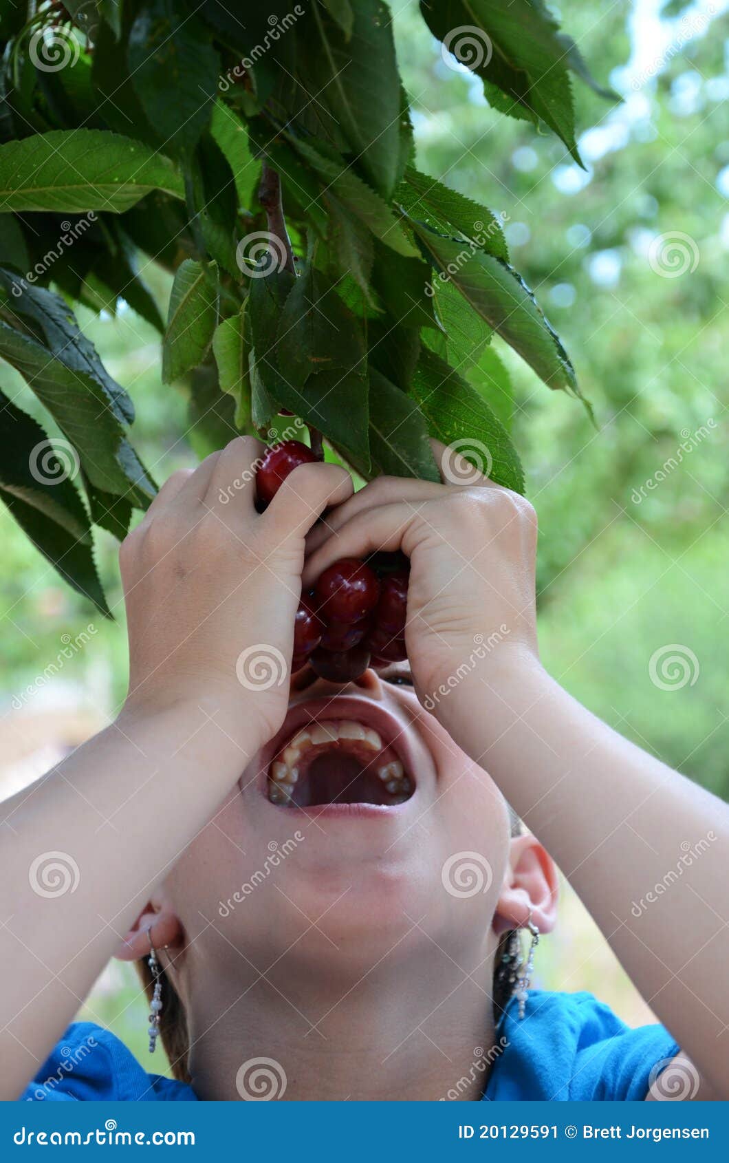Girl Eating Cherries Off of the Tree Stock Image Image of nature