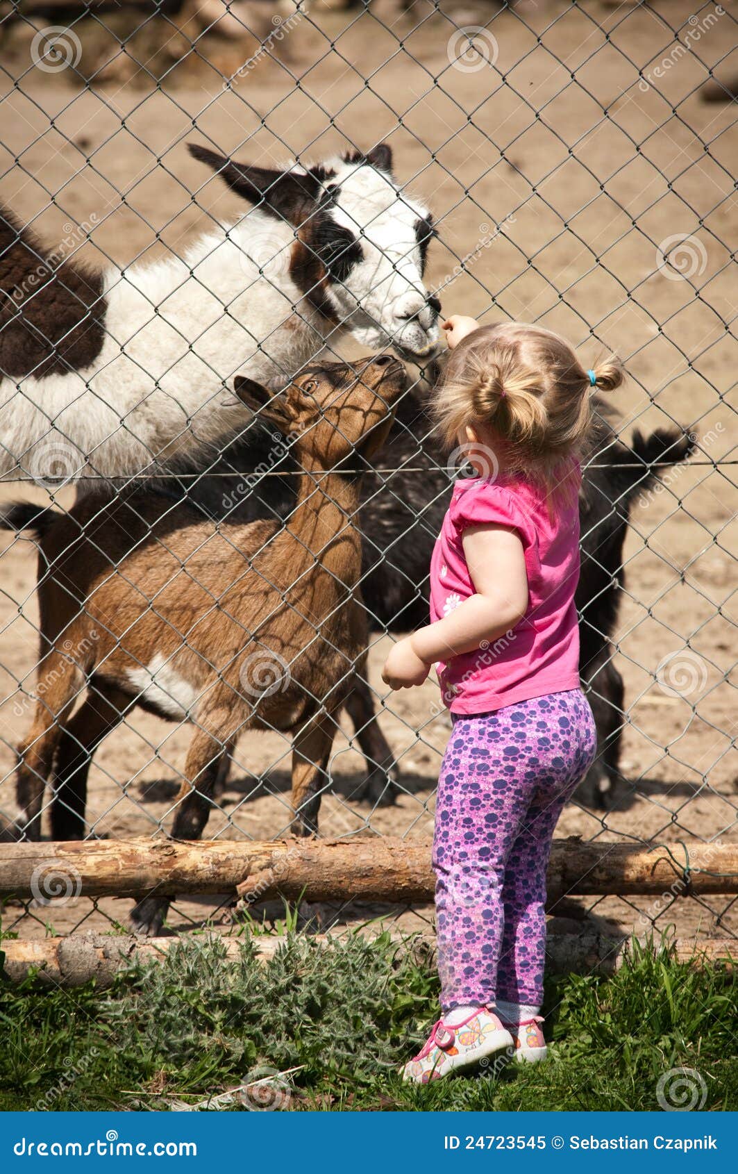 Girl feeding animals stock image. Image of give, friend - 24723545
