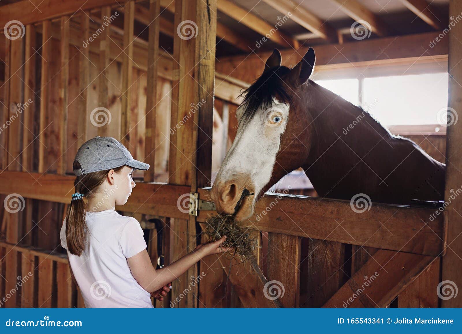 Girl feeding horse stock image. Image of indoor, country 165543341