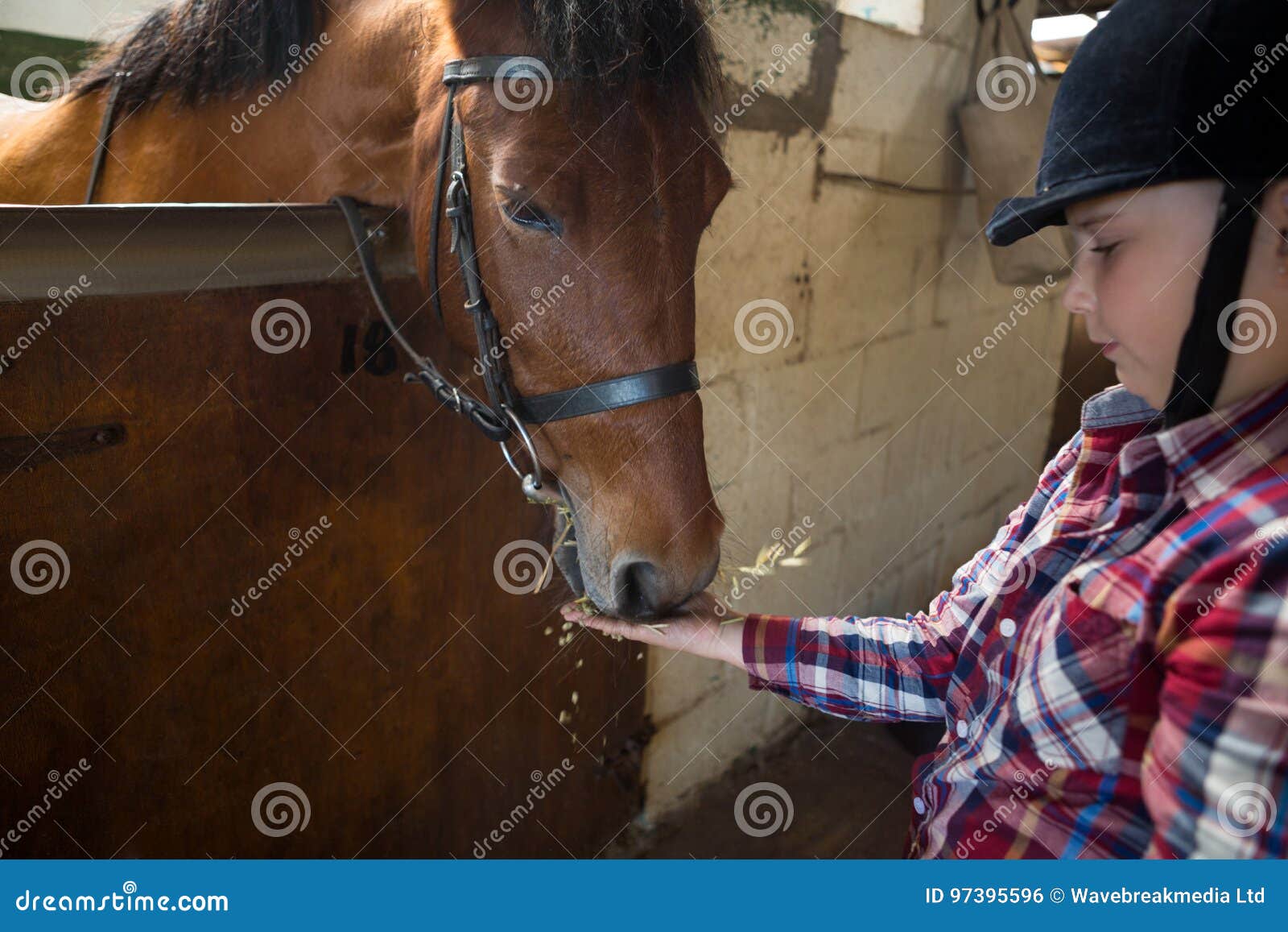 Girl Feeding the Horse in the Stable Stock Photo Image of holding