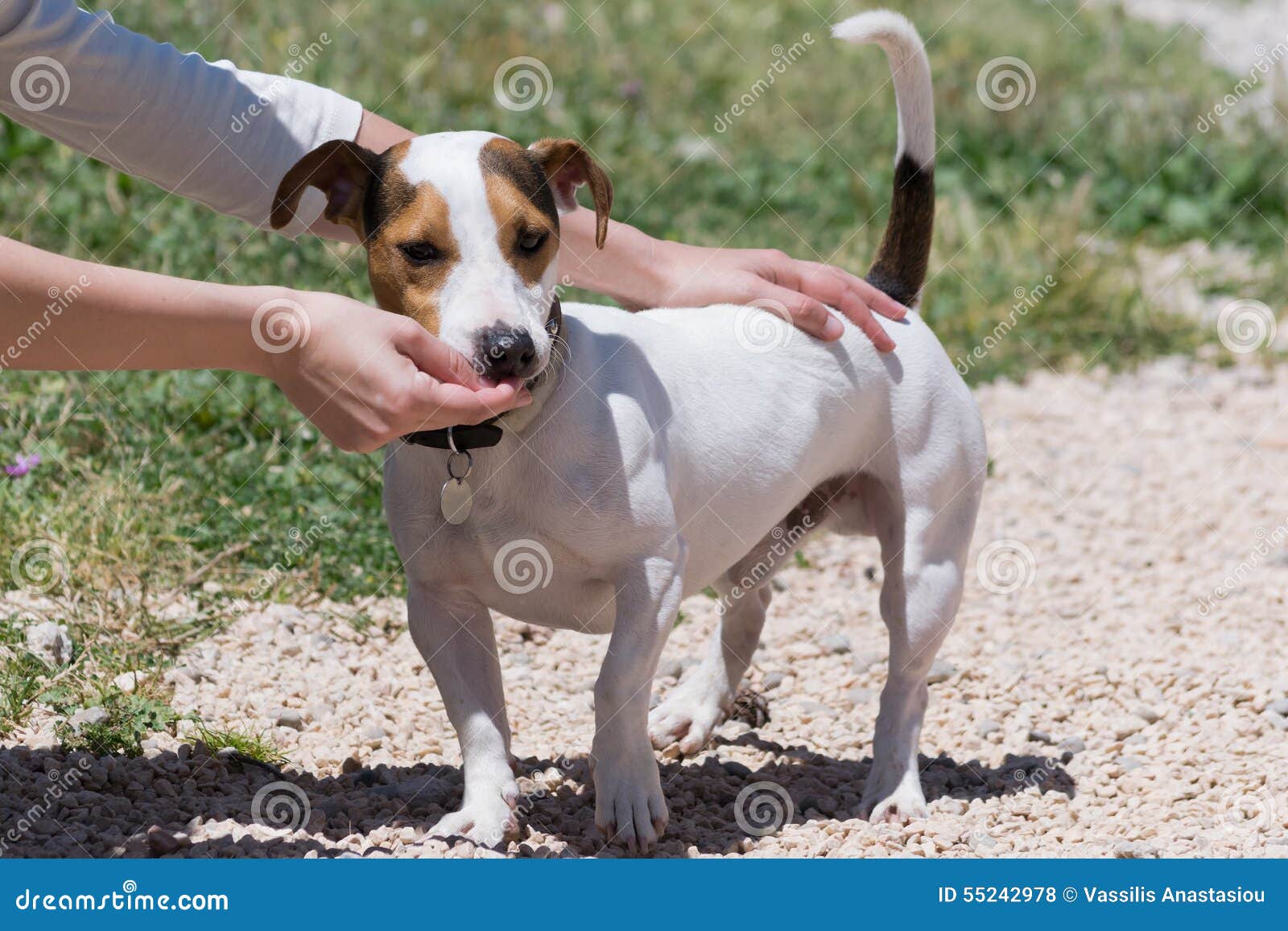 Girl Feeding a Jack Russell Dog. Stock Photo Image of lovable, breed