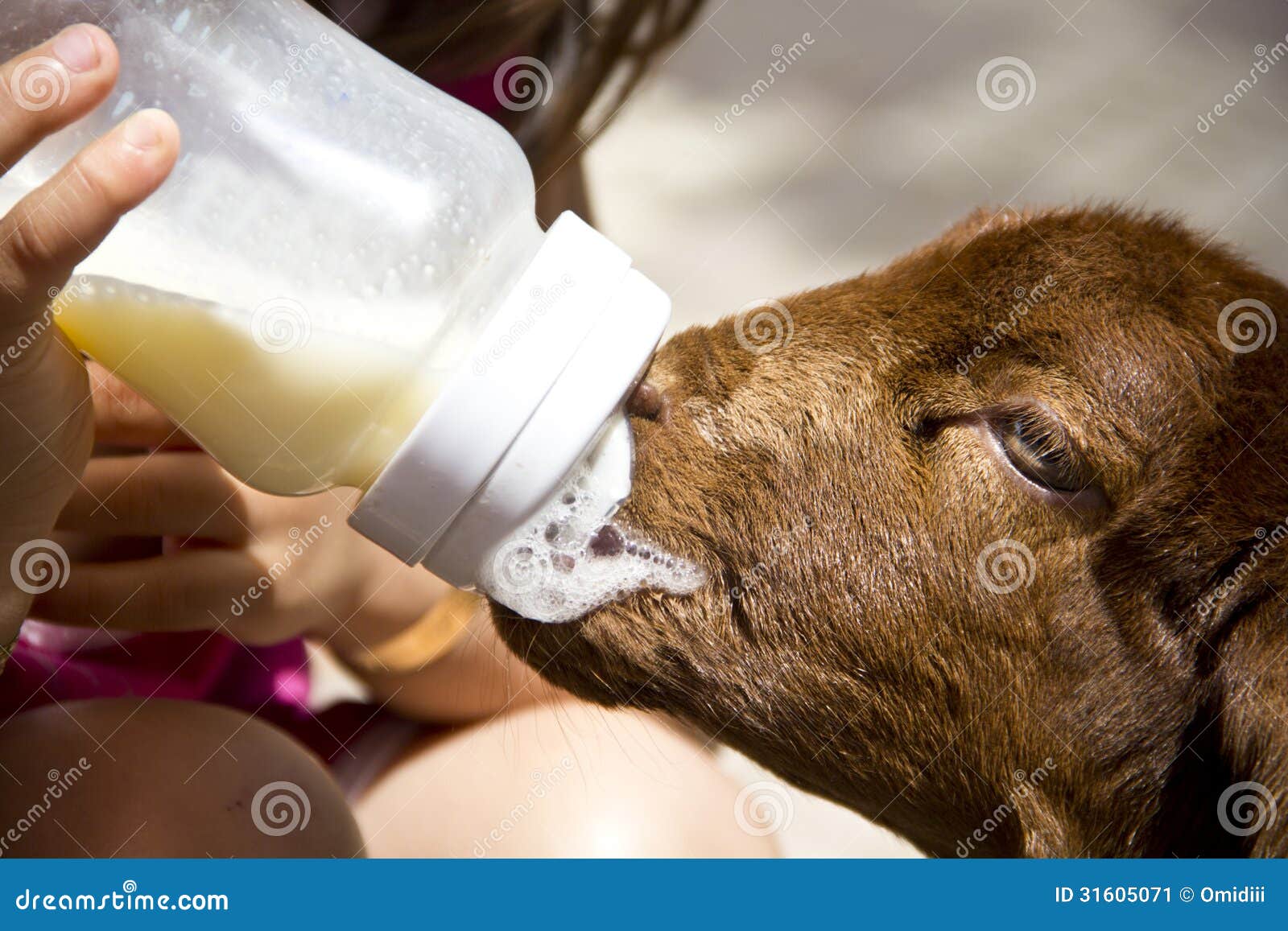 feeding-rejected-baby-lamb-stock-image-image-of-help-31605071