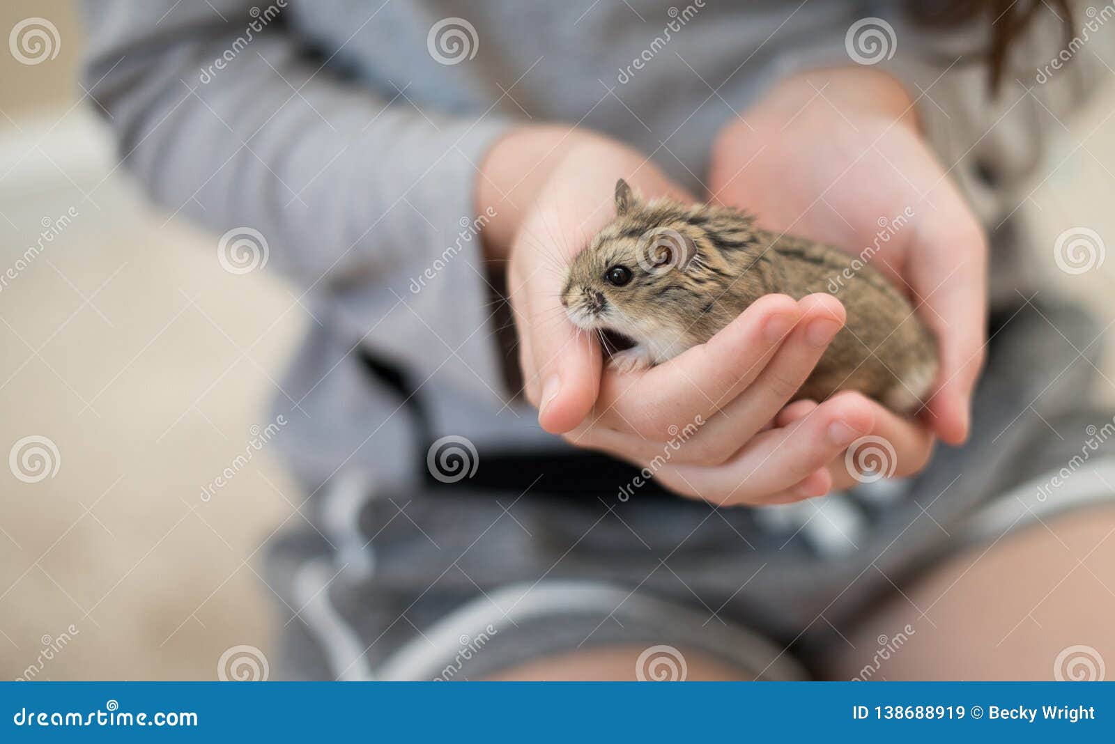 holding a hamster in closed hands holding a hamster in closed hands