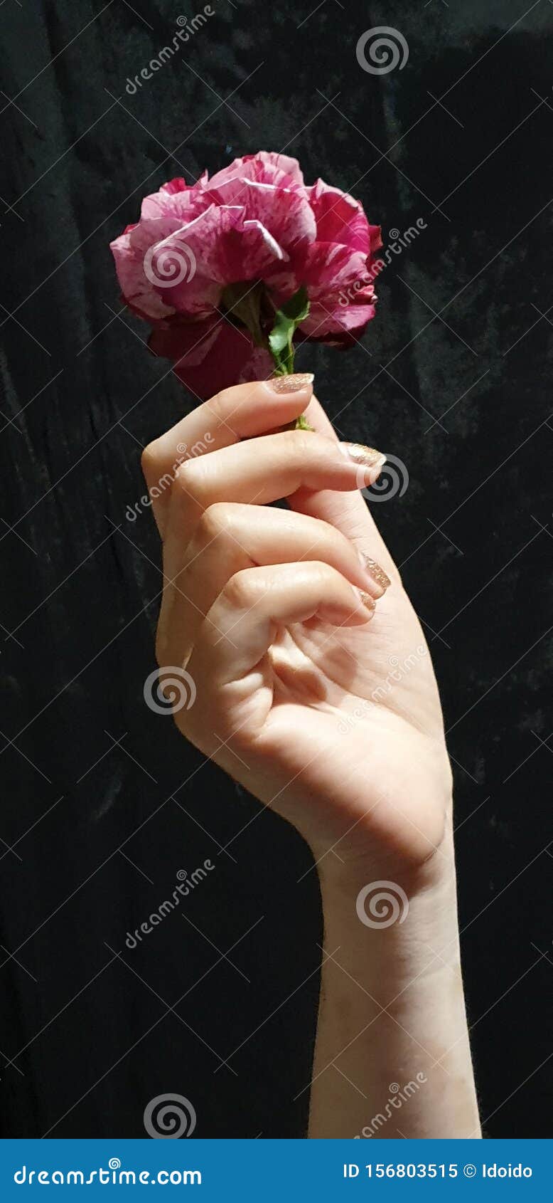 Girl hand holding rose stock image. Image of close, woof 156803515