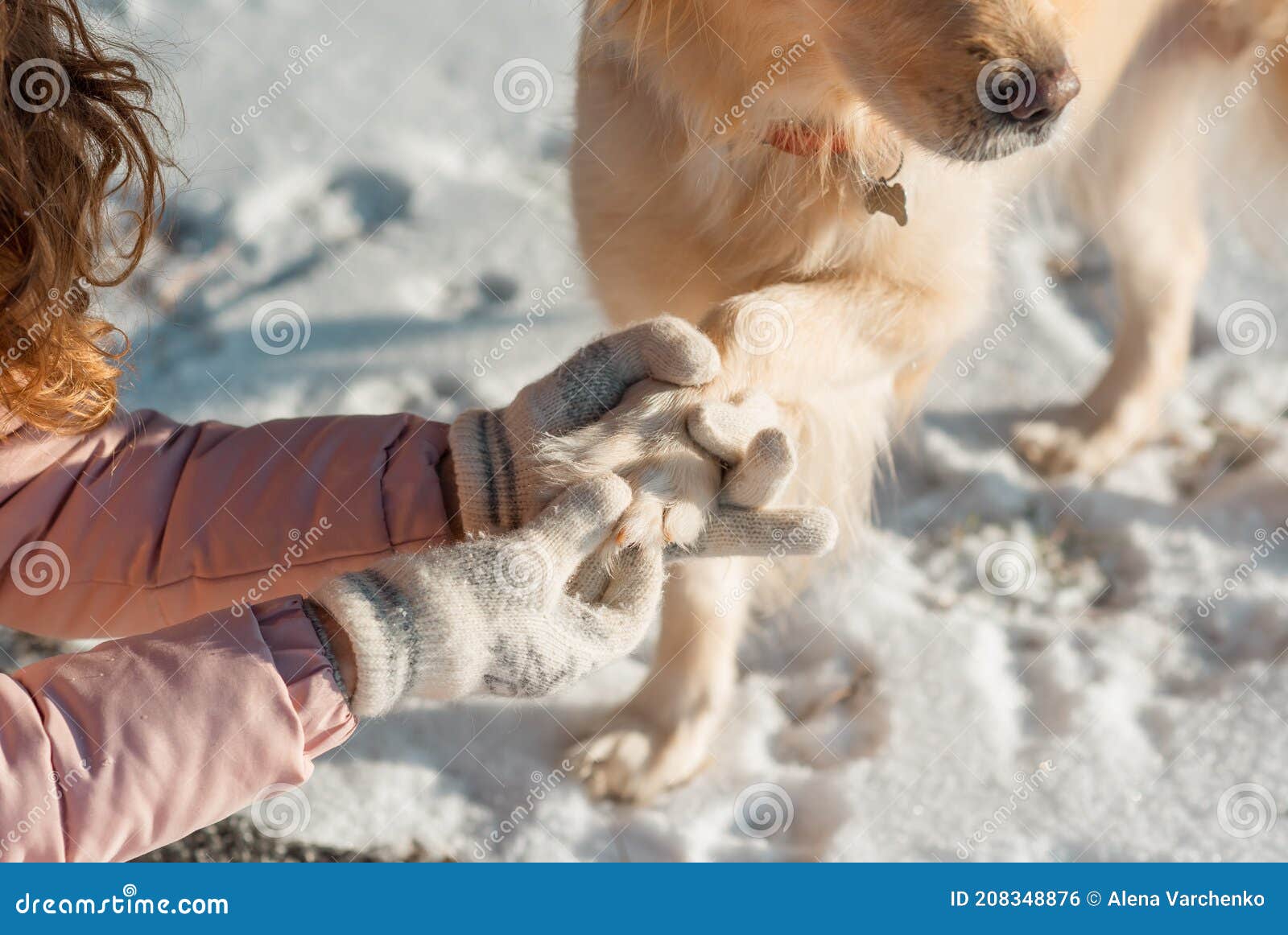 can a dogs paws freeze