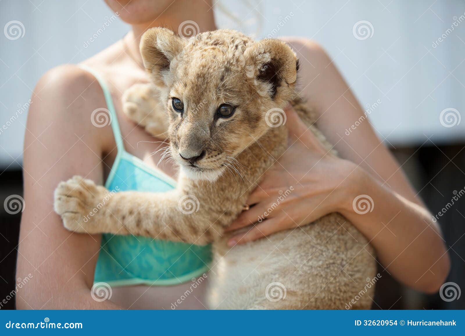 Girl Holding Cute Lion Cub in Her Hands Stock Photo - Image of ...