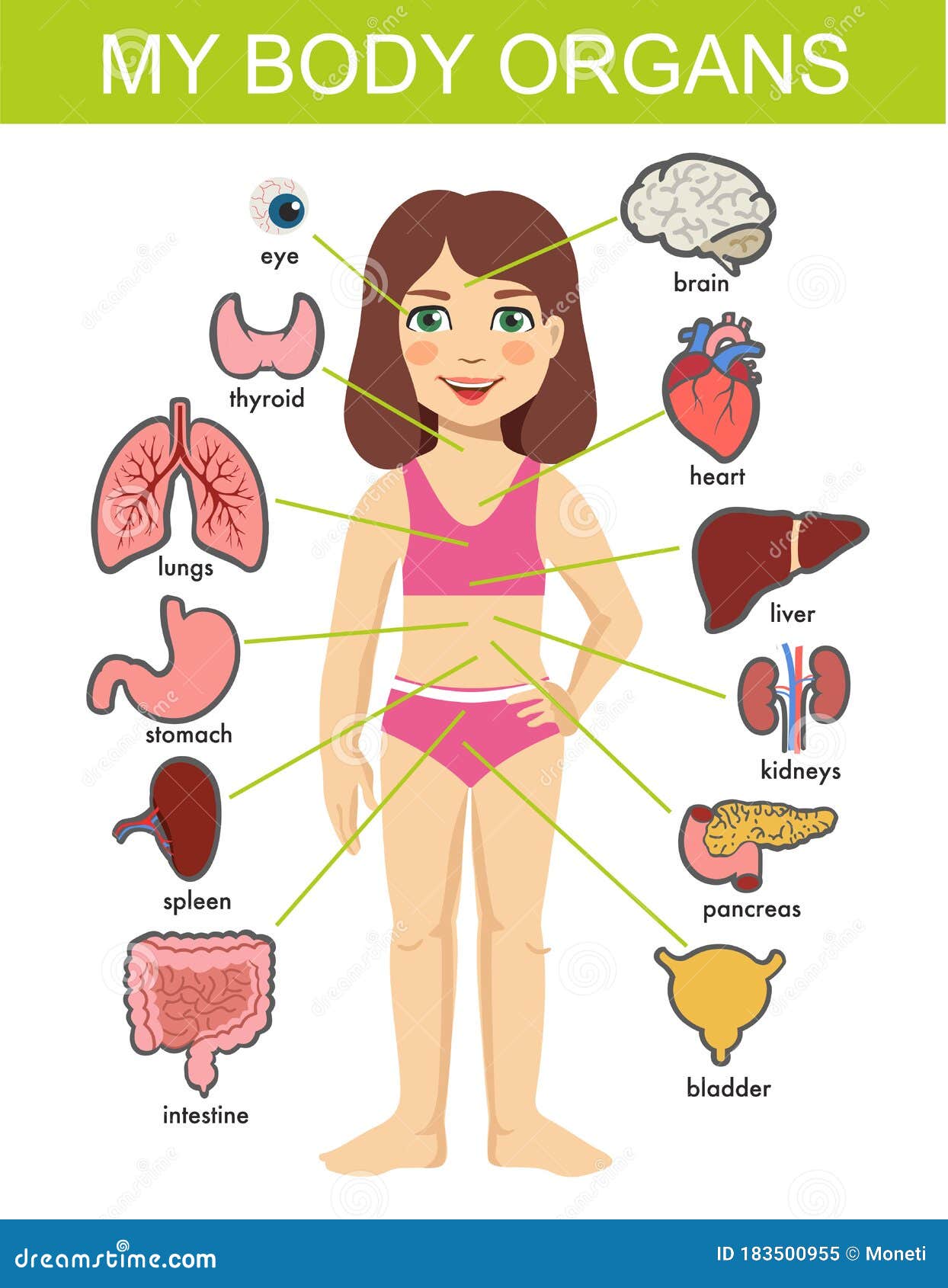 female human body parts diagram