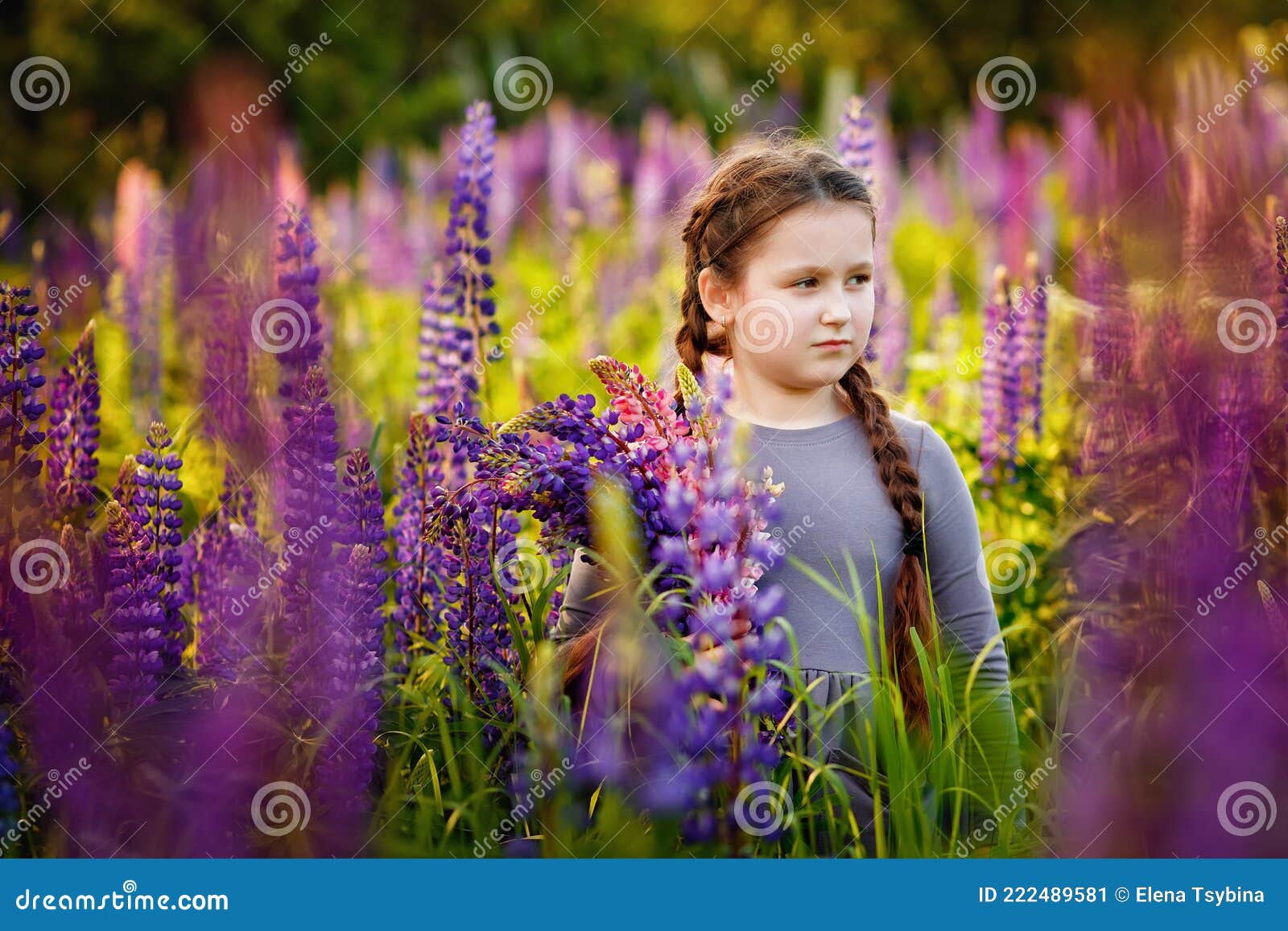 A Girl in a Lilac Dress and a Hairstyle with Two Braids in a Field of Lupins. a Child Holds a Bouquet of Pink and Purple Flowers Stock Image - Image of A Girl in a Lilac Dress and a Hairstyle with Two Braids in a Field of Lupins. a Child Holds a Bouquet of Pink and Purple Flowers Stock Image - Image of