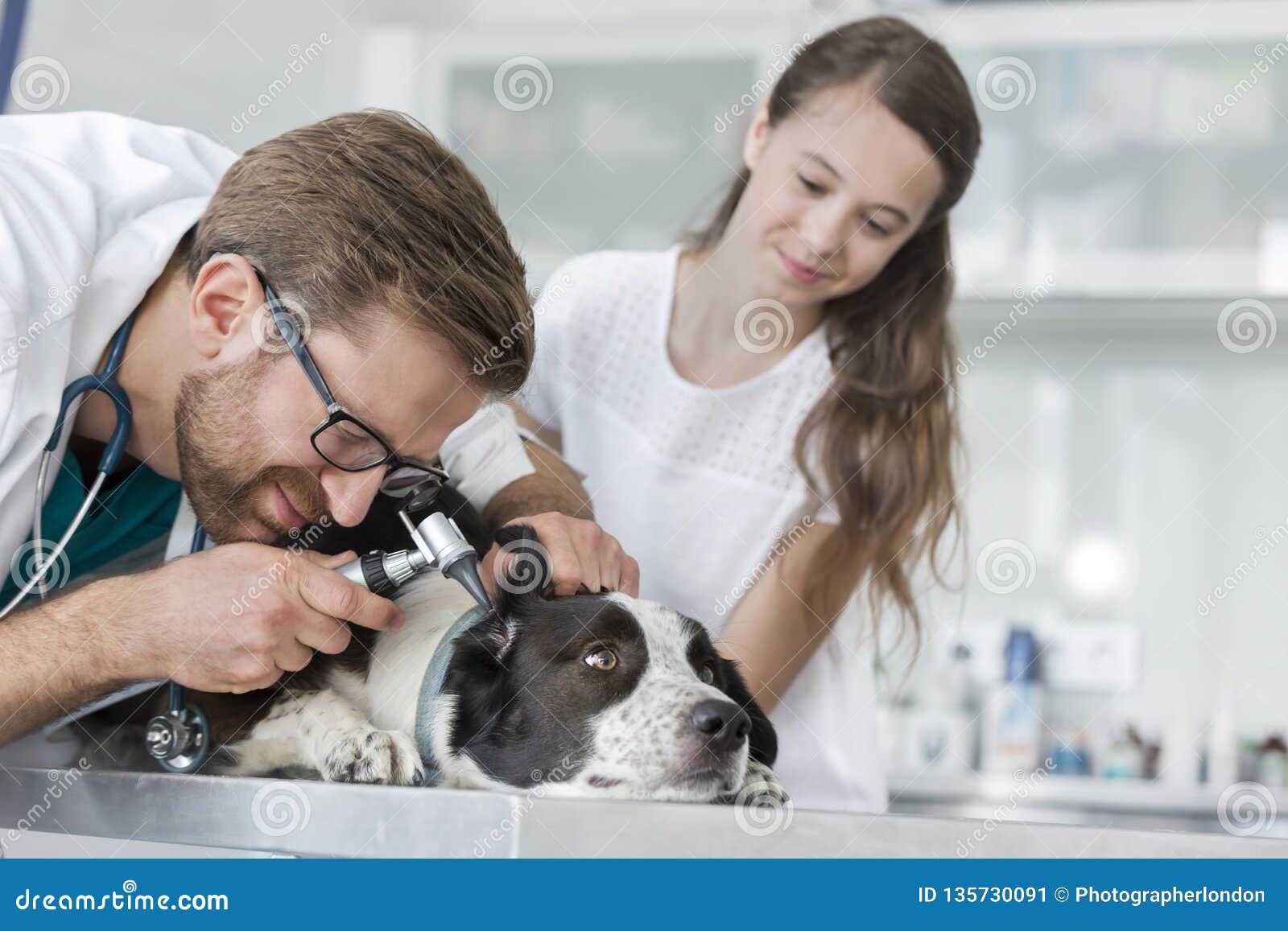 Girl Looking at Veterinary Doctor Examining Dog S Ear through Otoscope  Equipment in Clinic Stock Image - Image of clinic, caucasian: 135730091