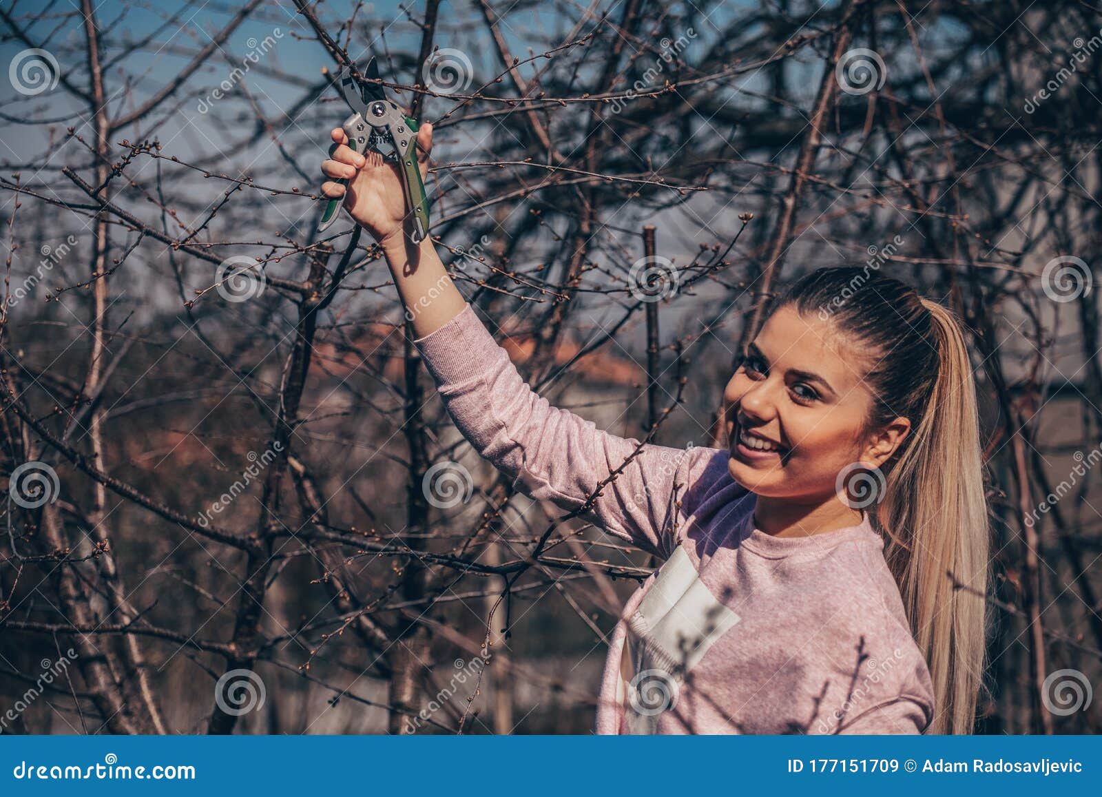 Girl in Orchard Pruning Fruit Tree Cutting Branches at Spring Stock