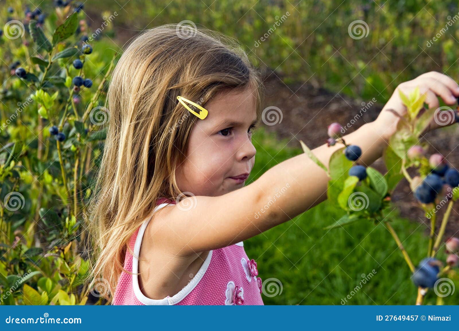 Girl picking blueberries stock image. Image of farming 27649457