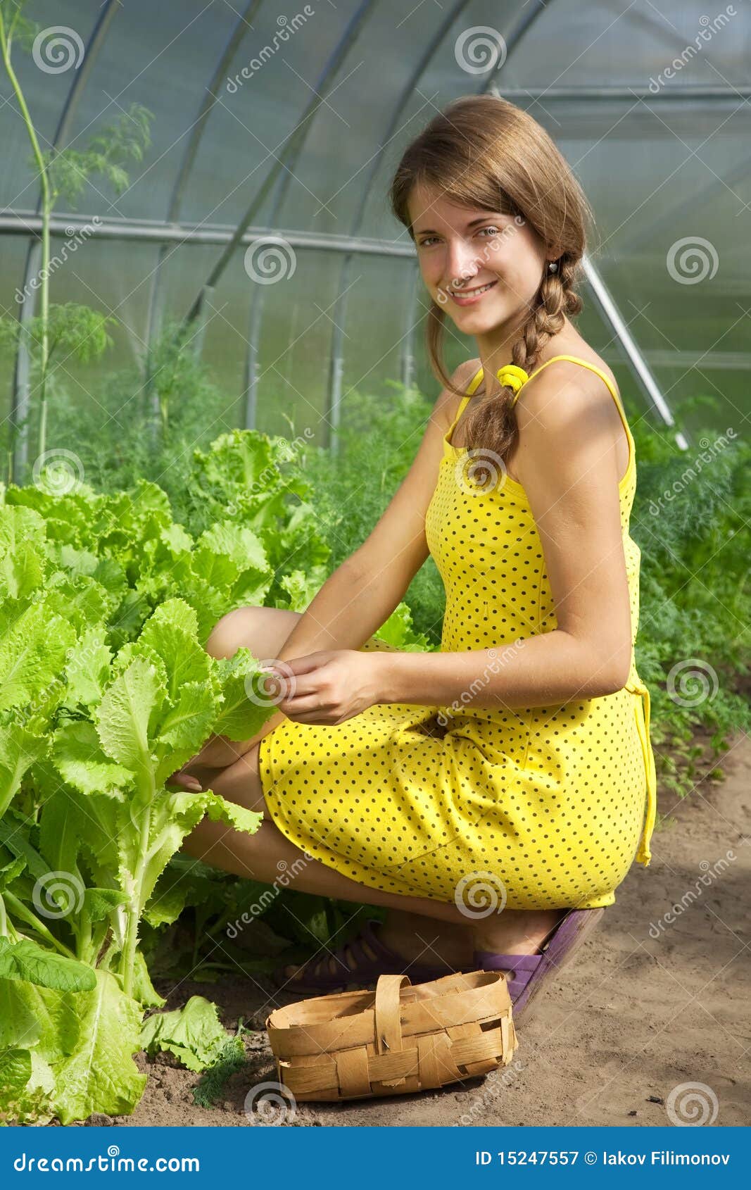 Girl picking lettuce stock image. Image of plant, female 15247557