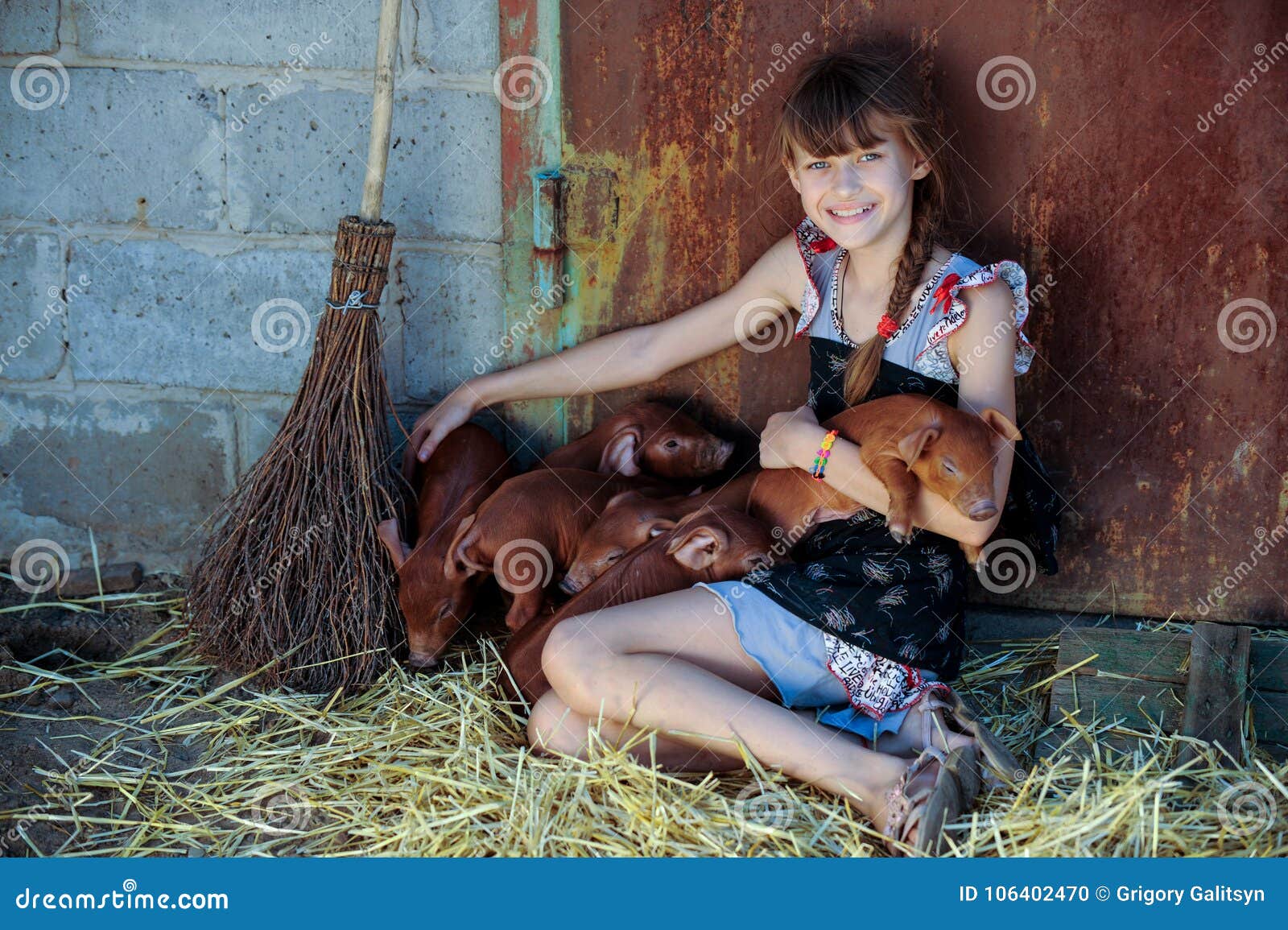 the girl is playing with red newborn pigs of the duroc breed. the concept of caring and caring for animals