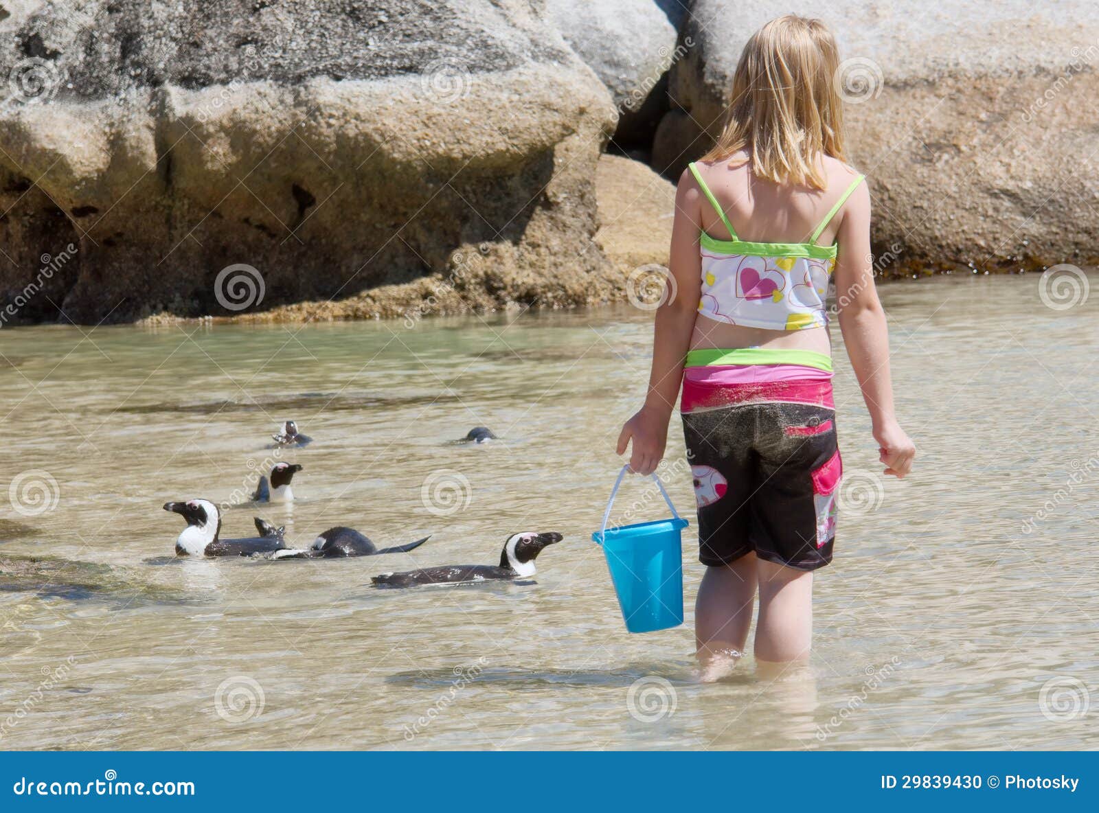 Girl plays with little penguins on beach. Shot in the Boulders Beach Nature Reserve, near Cape Town, Western Cape, South Africa.