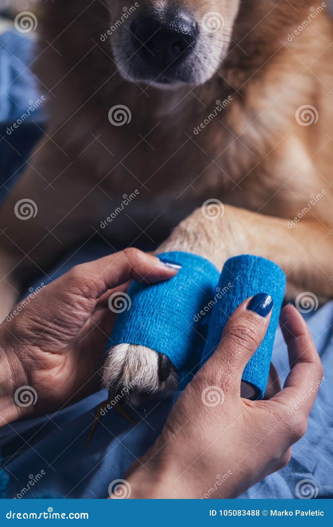 Girl Putting Bandage on Injured Dog Paw Stock Photo Image of hand