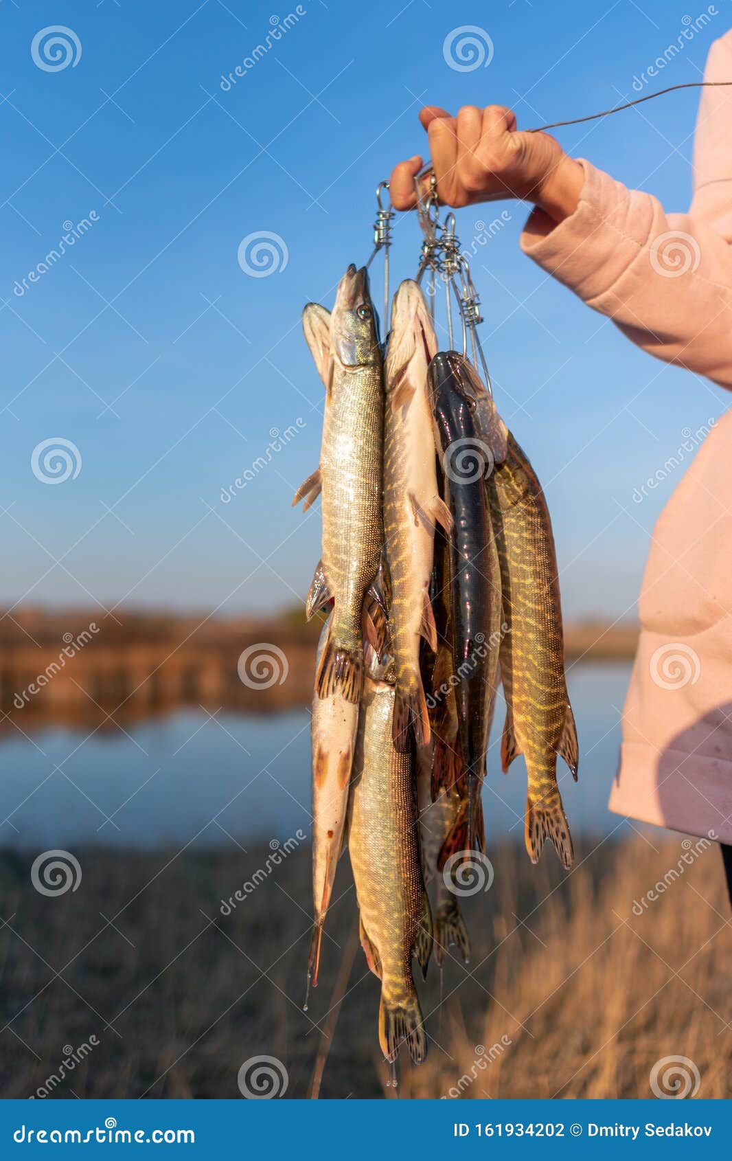 The Girl`s Hand Hard Angler Keeps a Lot of the Fish Pike Hanging