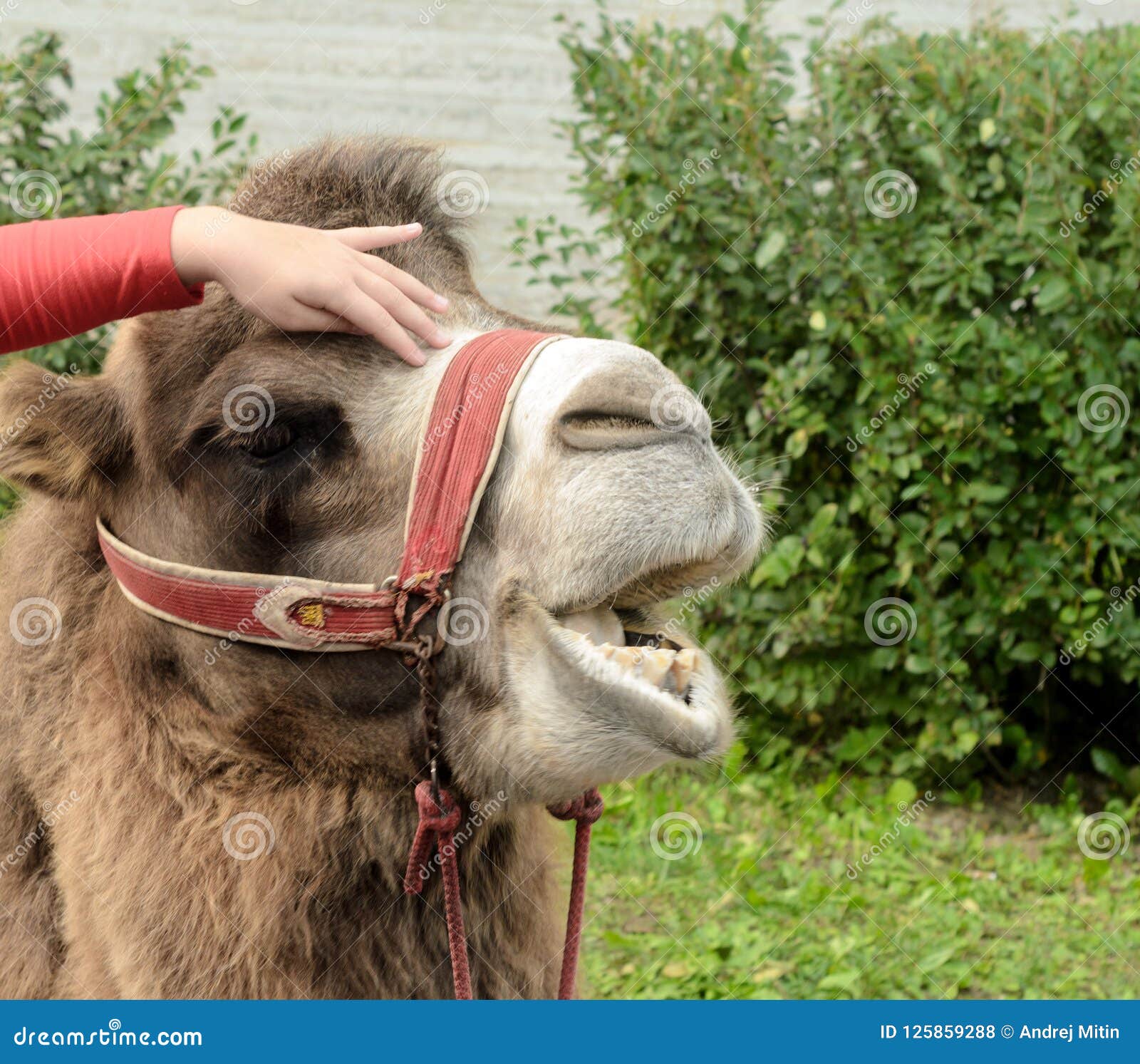 Girl Strokes a Camel and he Moans in Pleasure. Stock Photo Image of