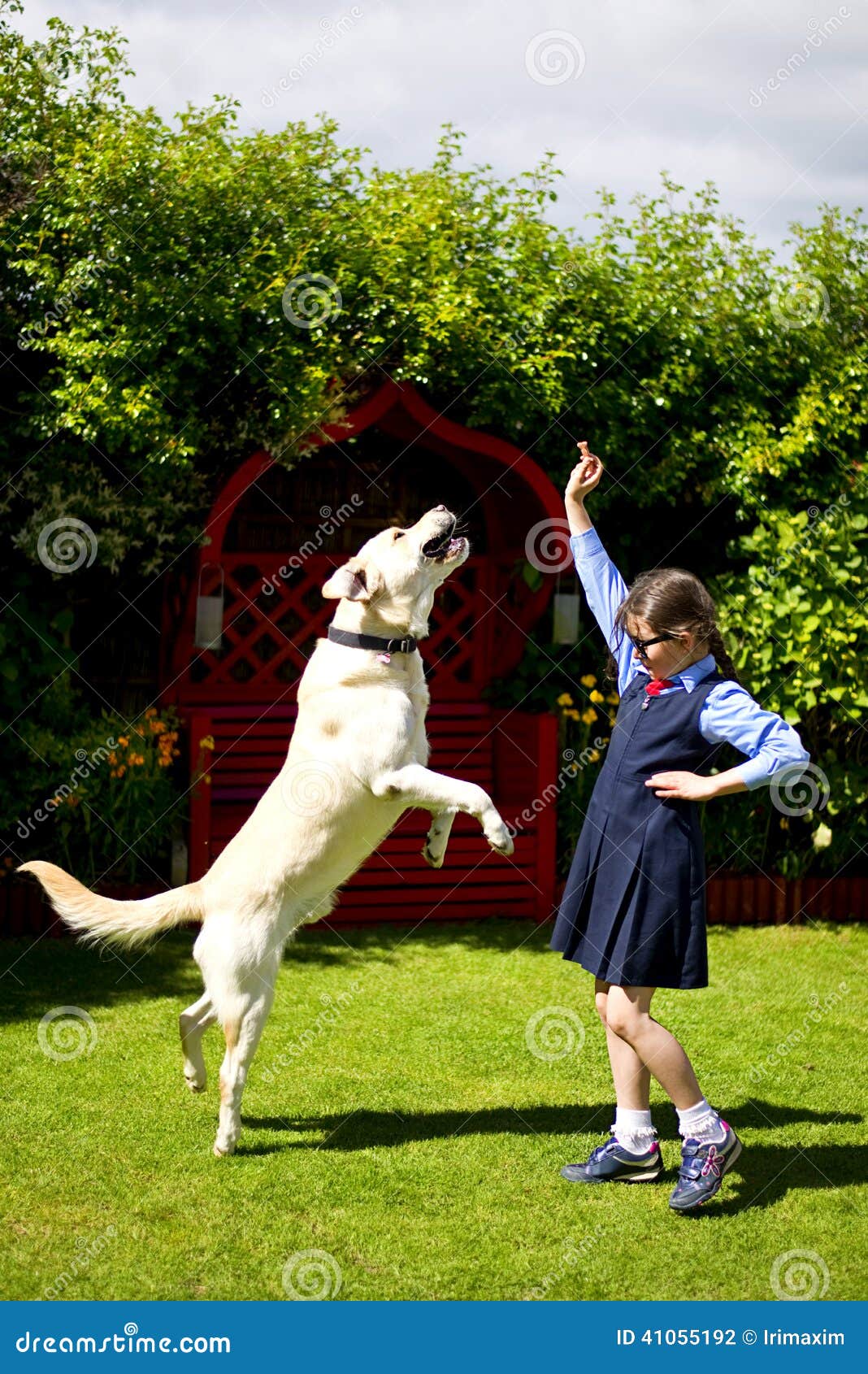 Girl training the dog stock photo. Image of irish, play 41055192