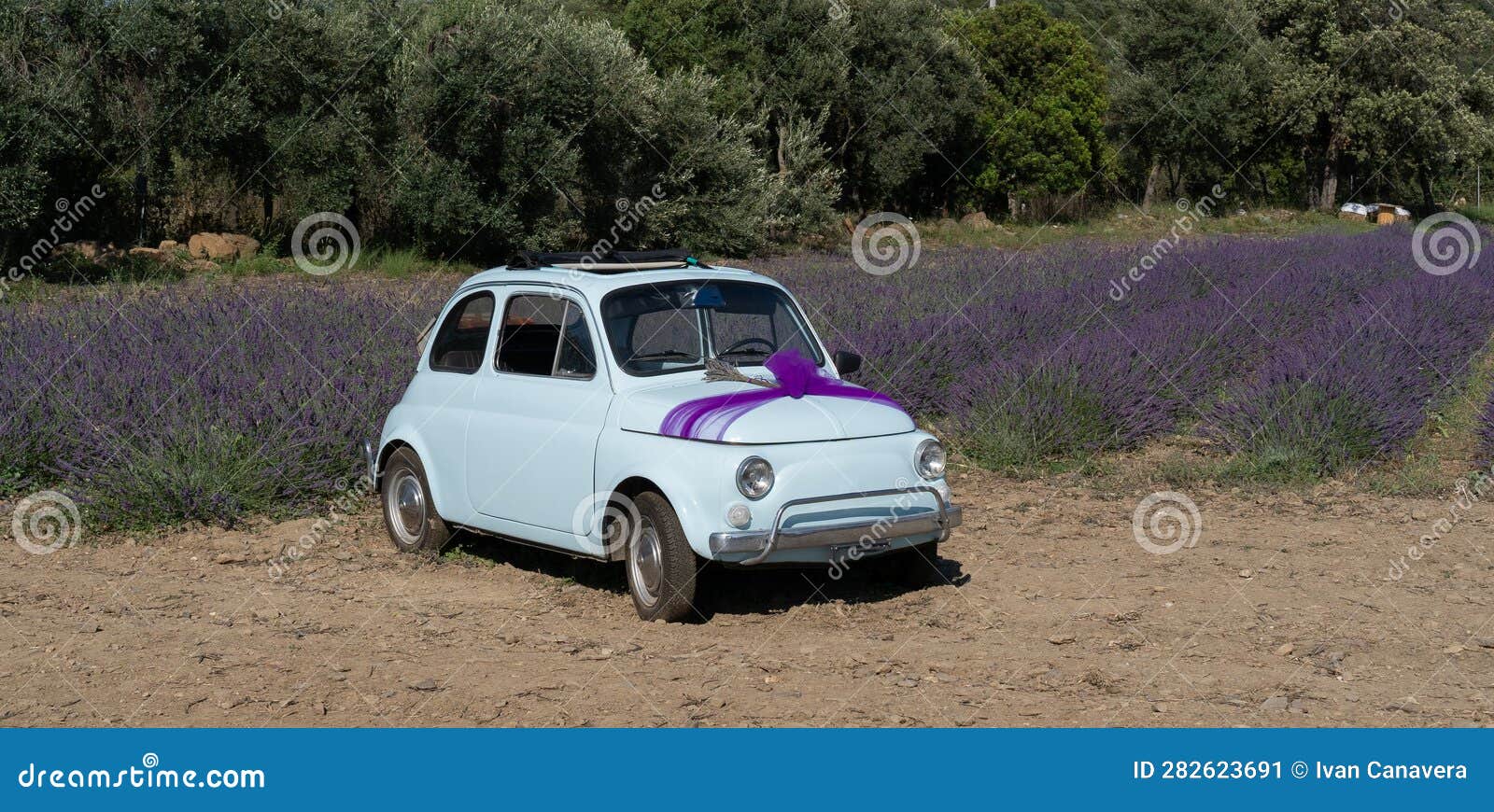 car walks in a field of lavender. view from the back, south sardinia