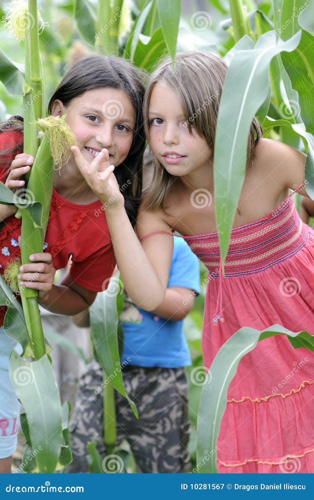 Girls In Corn Field Picture. Image 10281567