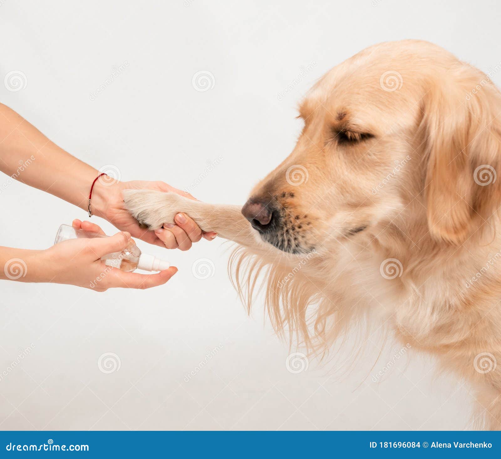 disinfect dog paws