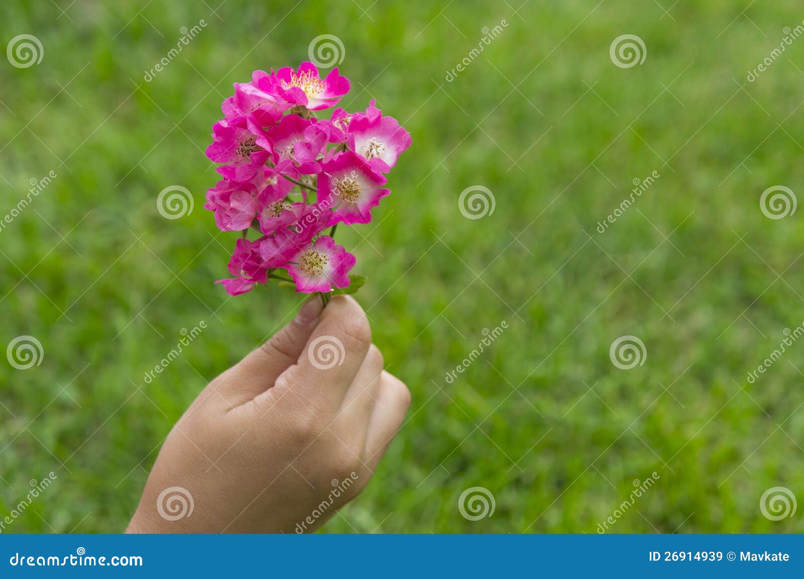 Girls Hand Holding a White Flower Stock Image Image of girl, clean