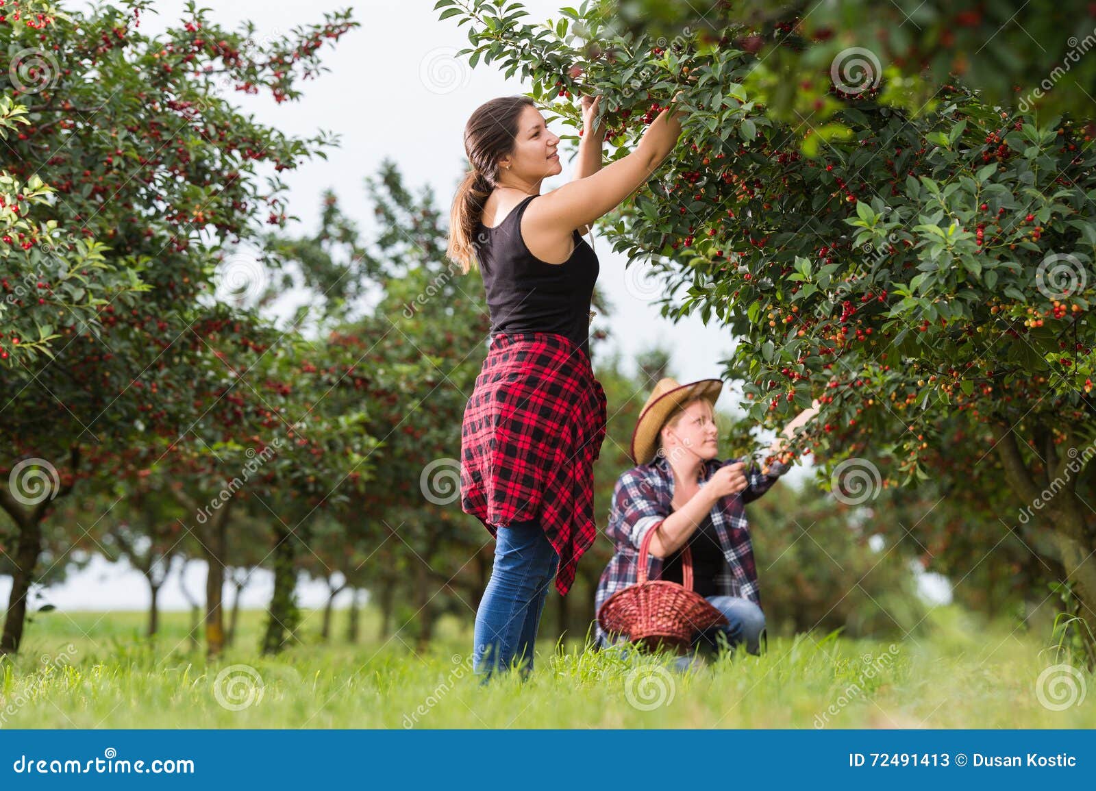 Girls picking cherries stock image. Image of agricultural 72491413