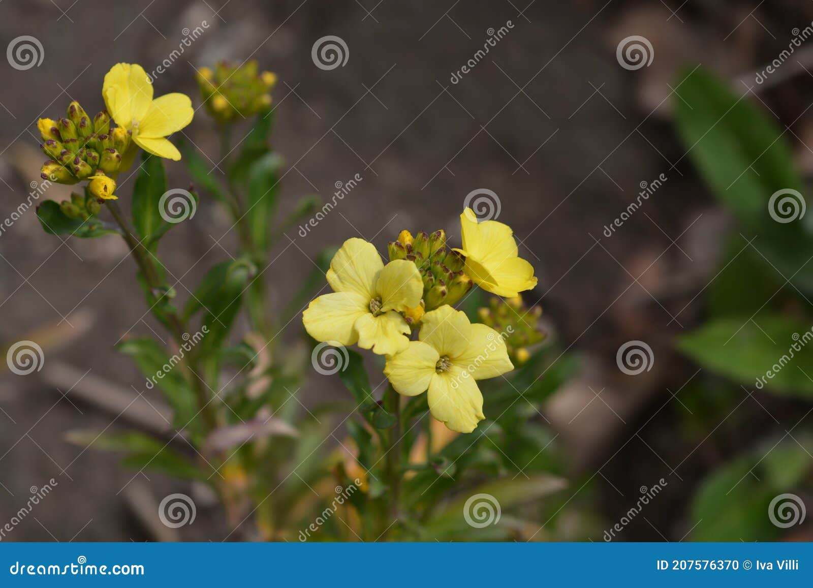 Giroflée jaune photo stock. Image du botanique, lame - 207576370