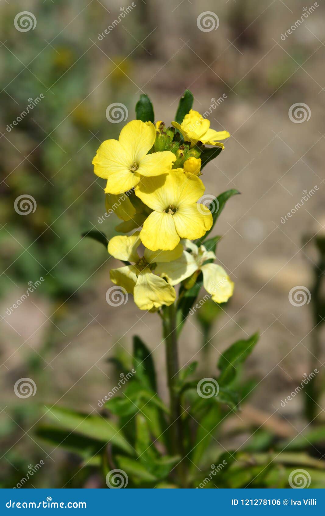 Giroflée jaune de jardin photo stock. Image du dame - 121278106