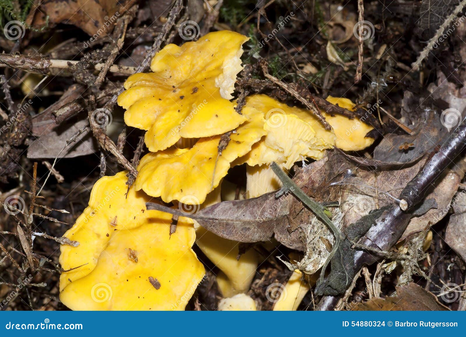 Girolles stock photo. Image of chanterelle, cibarius 54880324