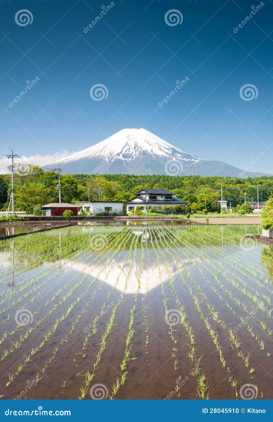 Gisement de riz avec Mt Fuji. Les jeunes plantes s'élevant sur un riz mettent en place près de Mt Fuji/Japon.