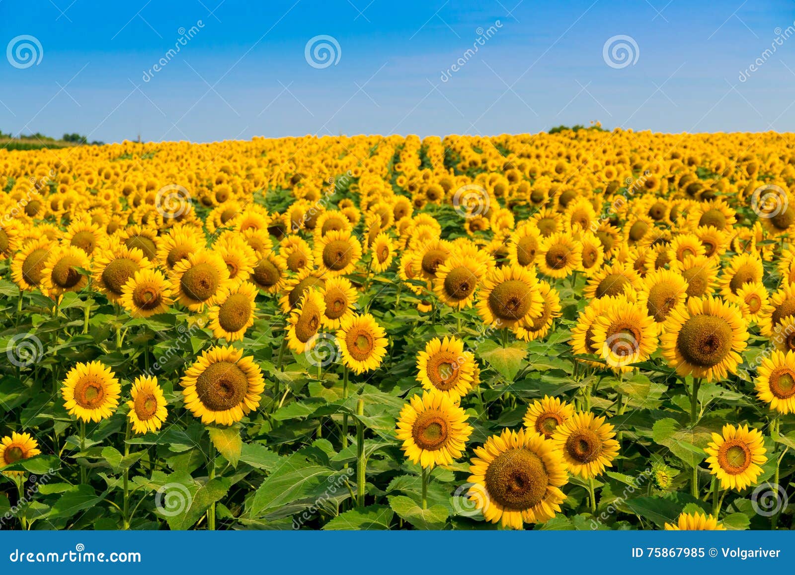 Gisement De Tournesols Paysage D Ete De Campagne Image Stock Image Du Floral Details