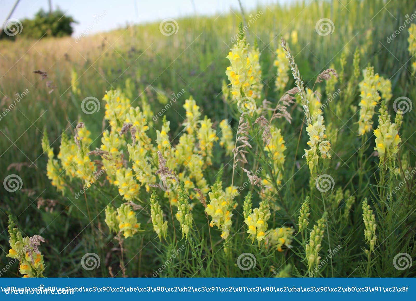 Gisements De Fleurs Fleurs Jaunes Belle Fleur De Champ, été, Jour  Ensoleillé Fleurs De Prirodorozhnye Fleurs De L'Ukraine Pas Fle Image stock  - Image du beau, été: 127127007