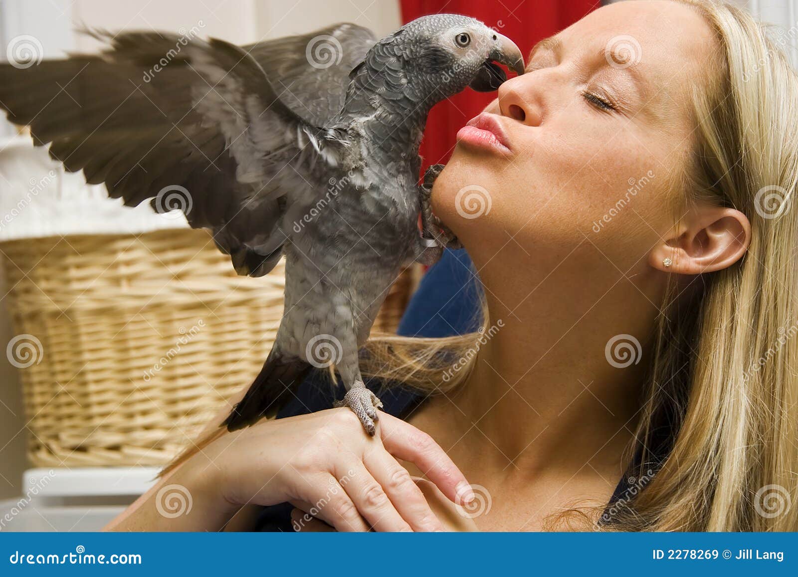 Give me a Kiss! stock image. Image of head, feathers, maroon 2278269