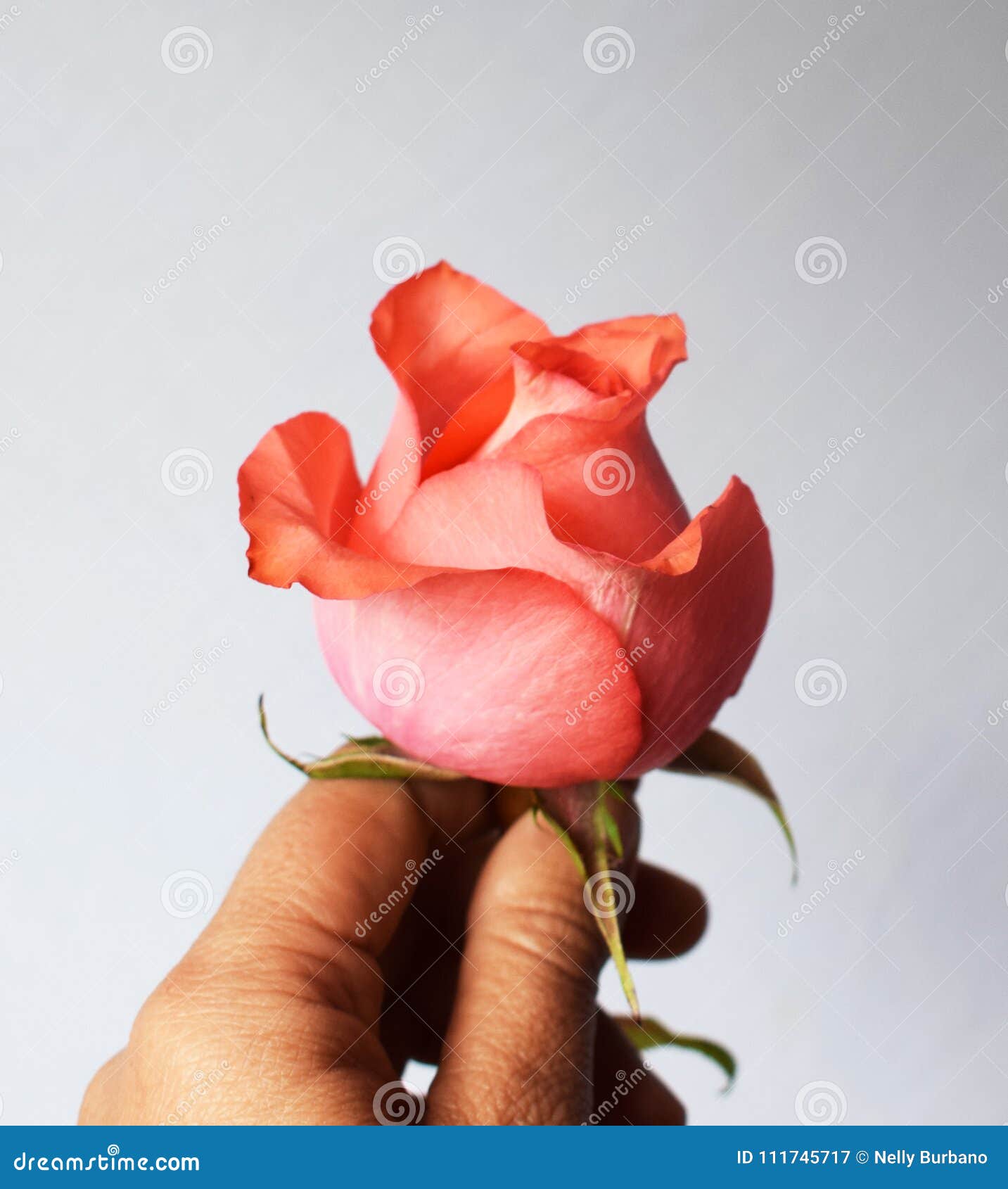 give a rose to mother