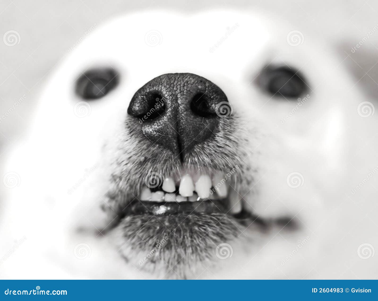 Why Do Dogs Give Us Kisses