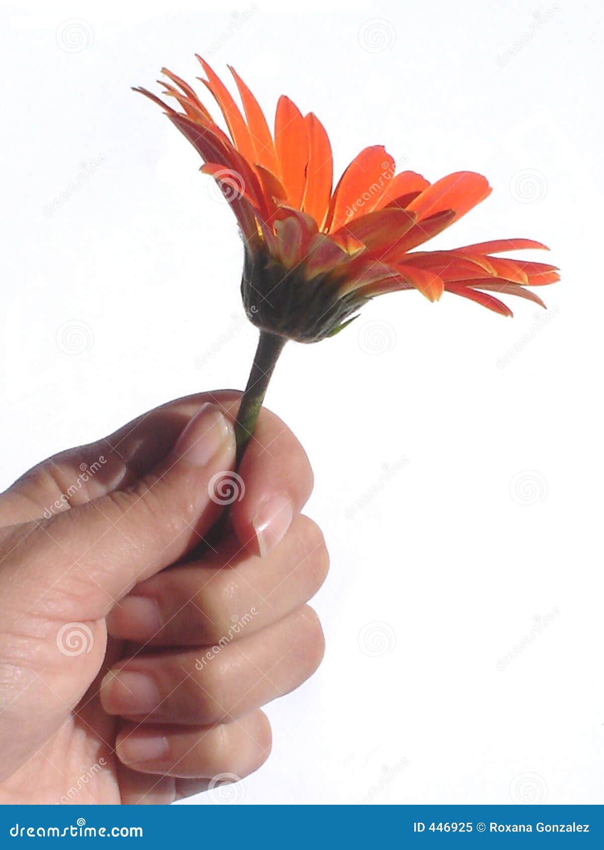giving of up symbol A Isolated Giving Photo 446925 Free Flower Royalty Stock Image: giving of up symbol A Isolated Giving Photo 446925 Free Flower Royalty Stock Image: