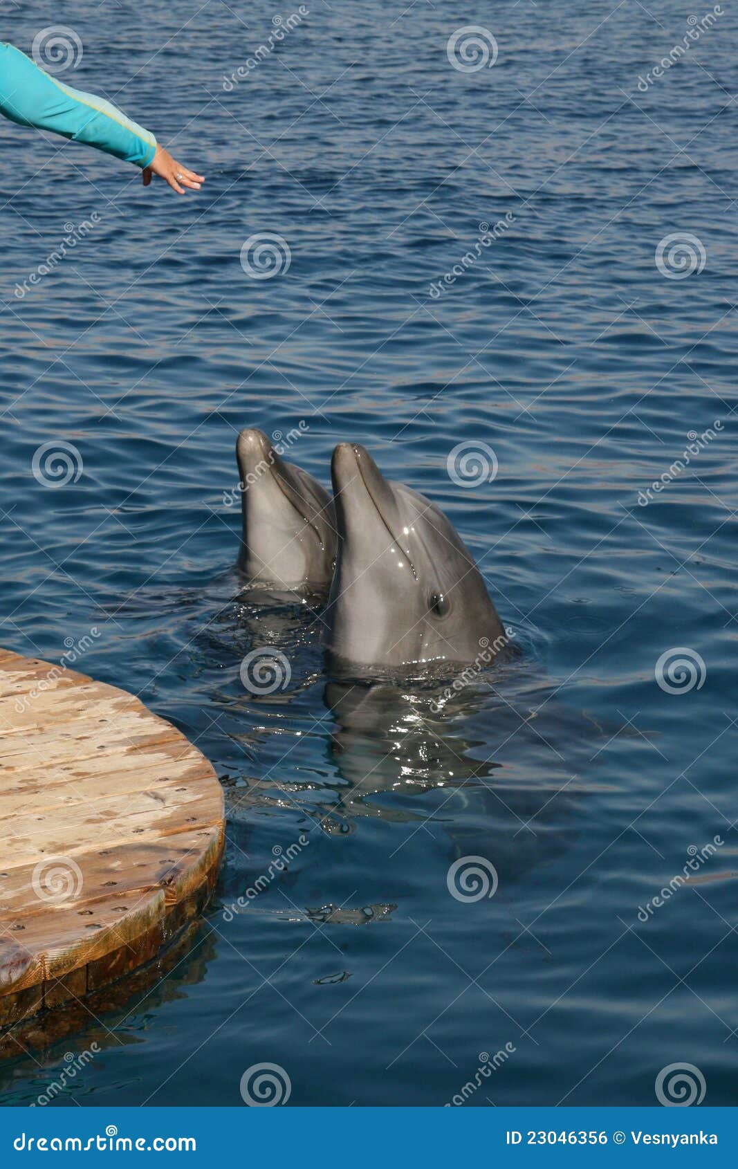 My Hand Is A Dolphin My Hand Is A Dolphin