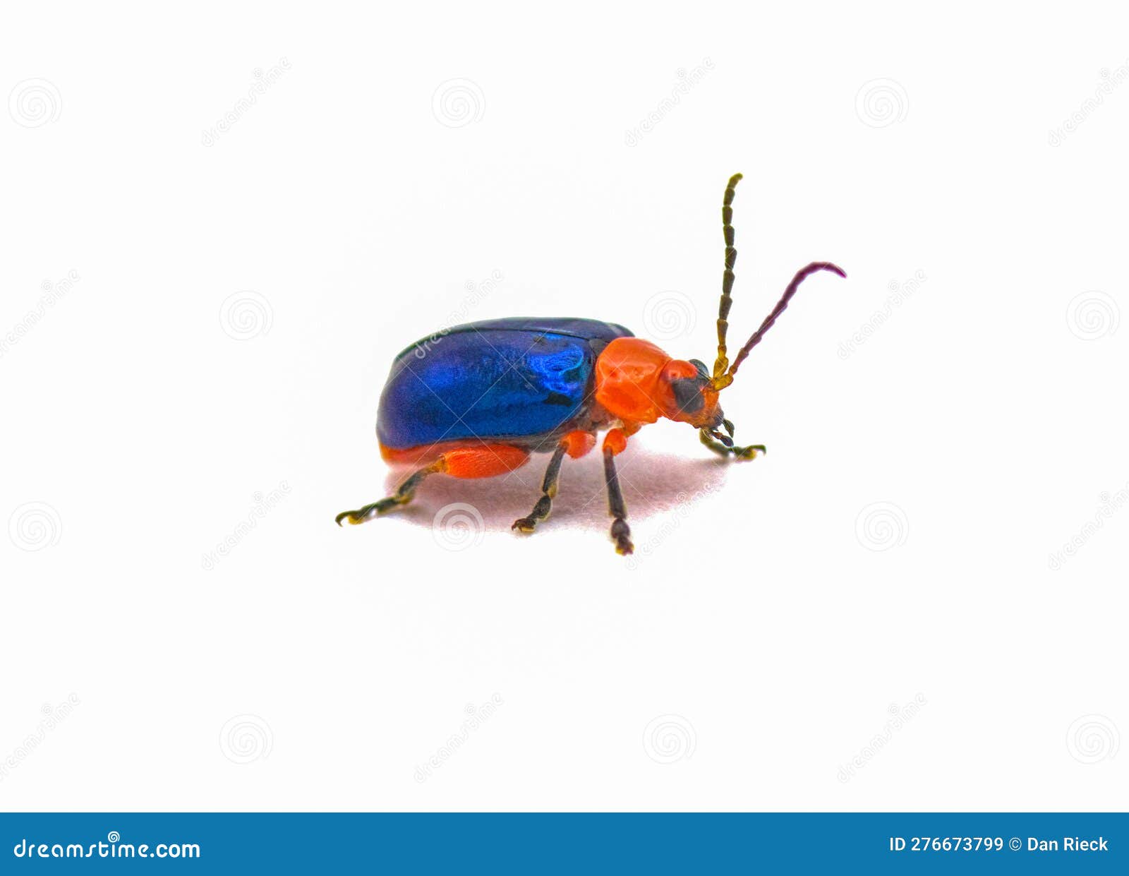 Glänzende Aphera-Käfer in Leuchtend Blau Und Rot Mit Iriabilanz