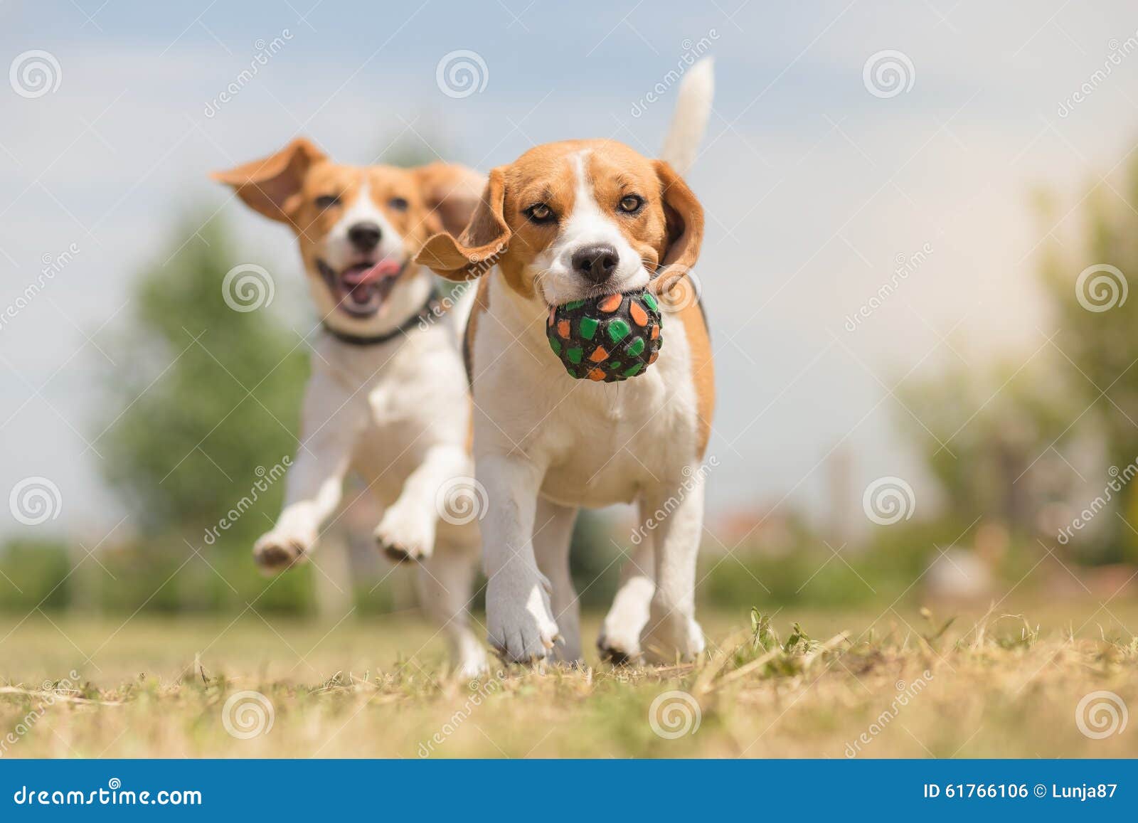 Glückliche Hunde, Die Spaß Haben Stockfoto - Bild von reinrassig, park:  61766106