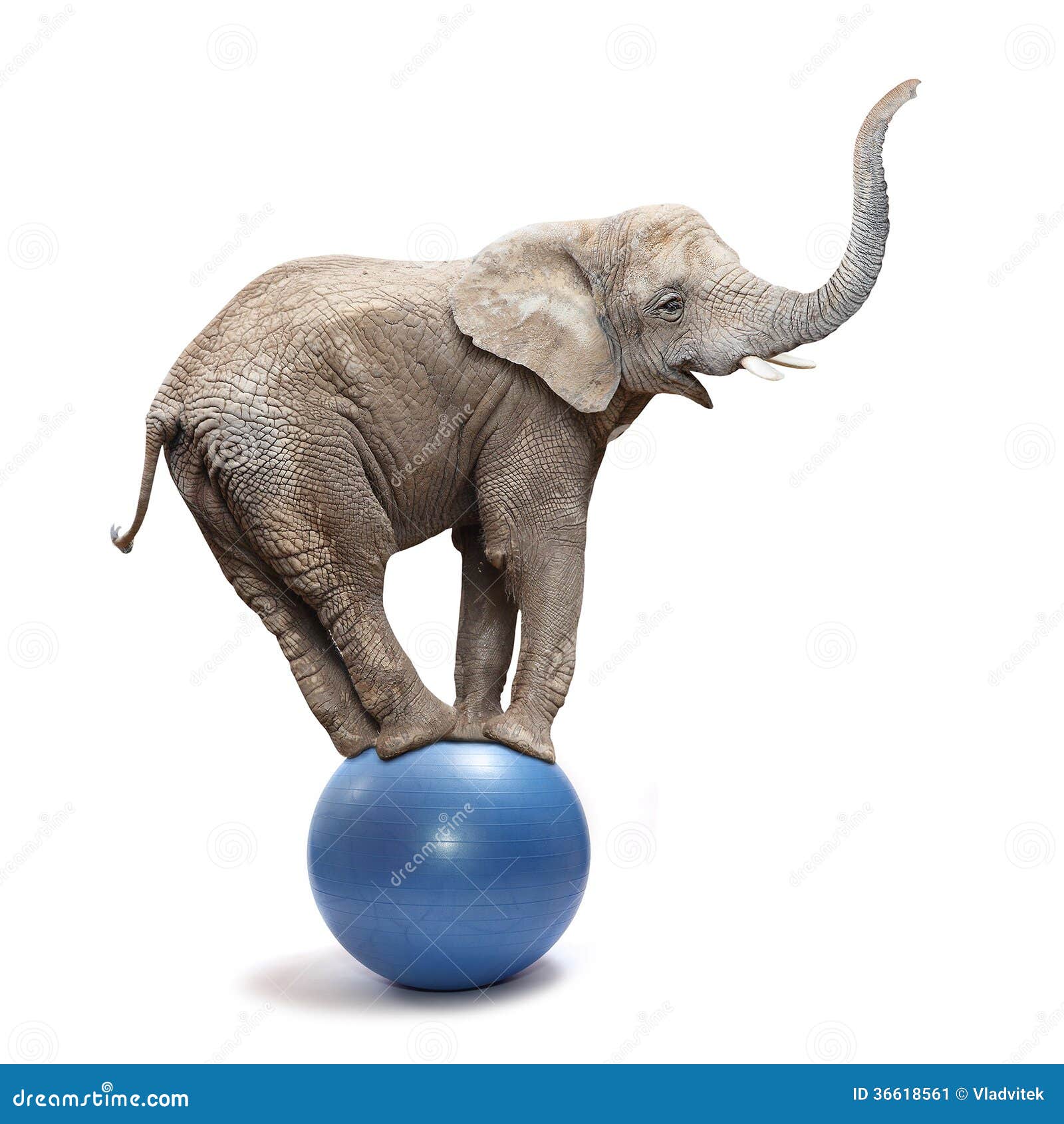 Elefant elektrisch mit Ball 