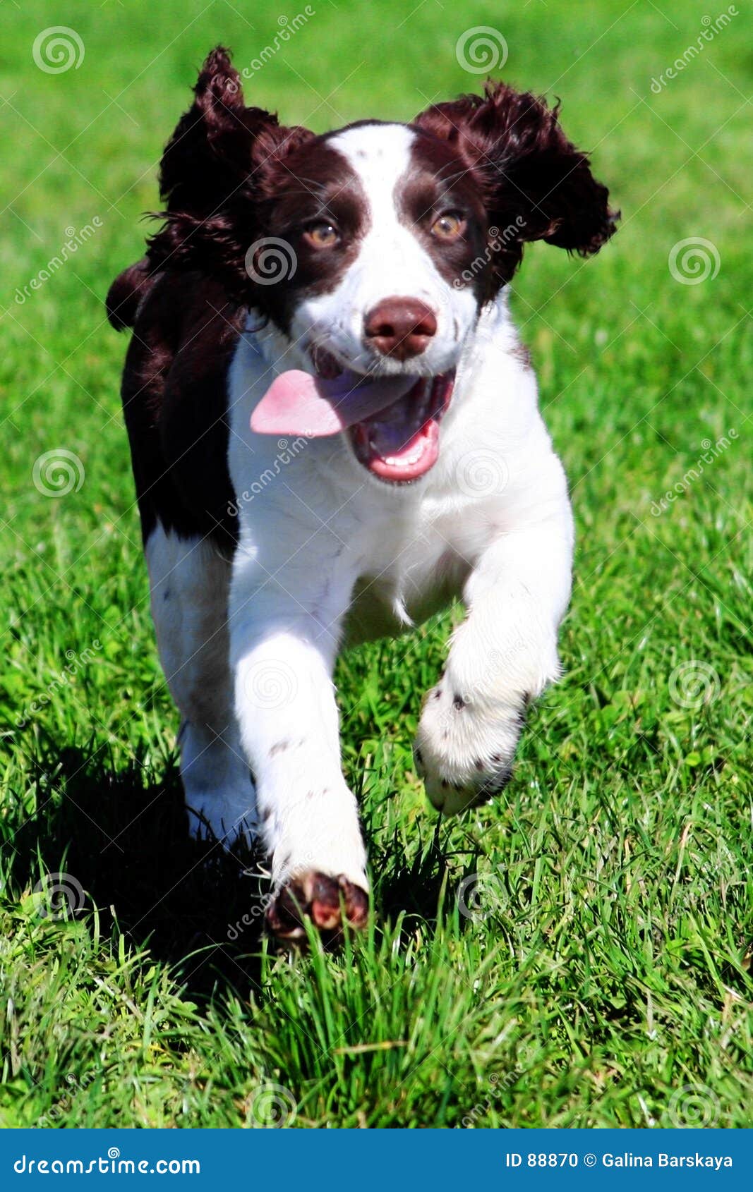 Glücklicher Hund stockfoto. Bild von haustiere, laufen, park 88870